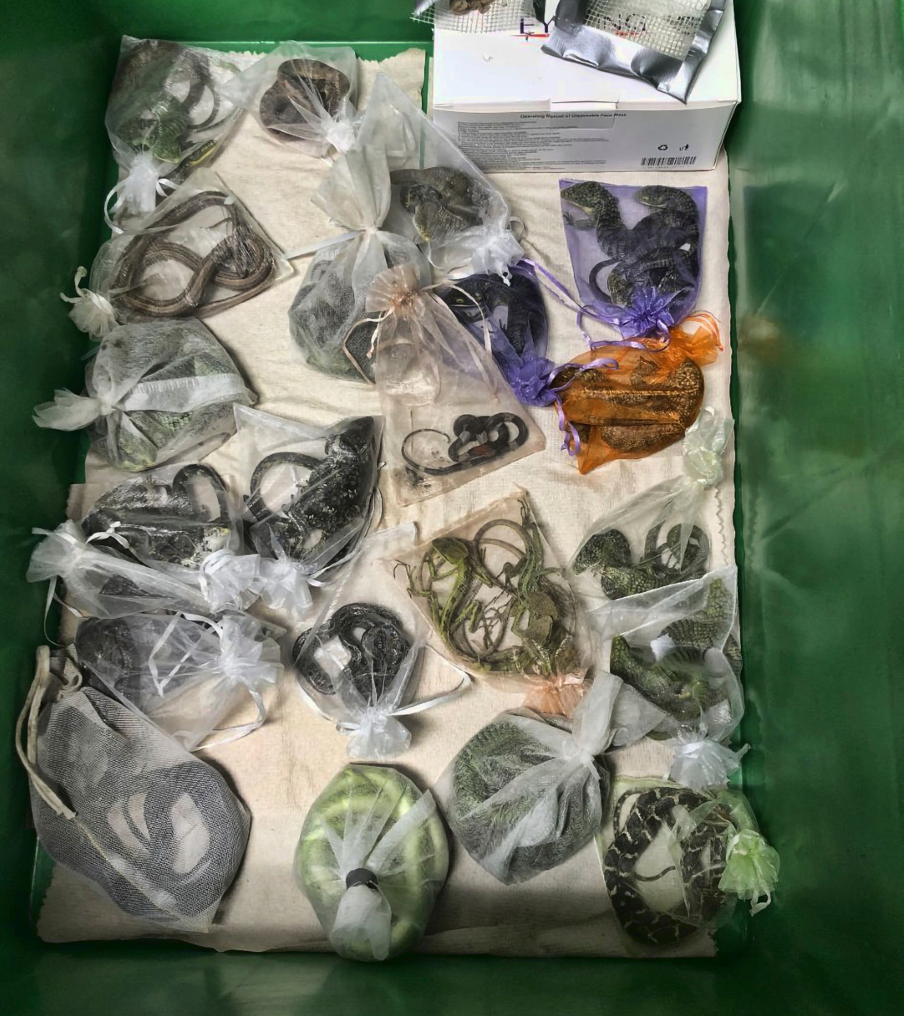 Mann schmuggelte mehr als 1700 Wildtiere