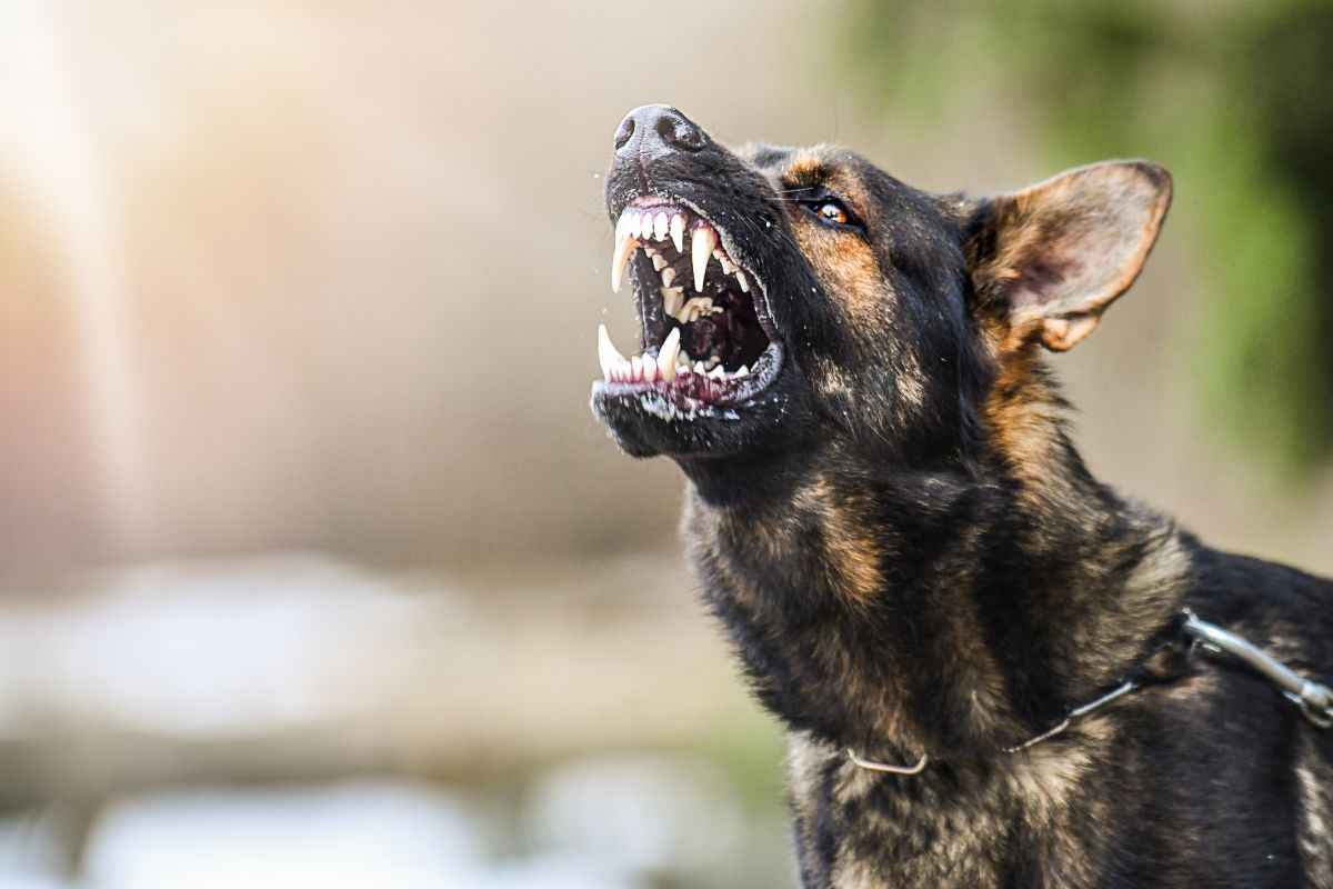 Park-Horror: Hund tötet Mann