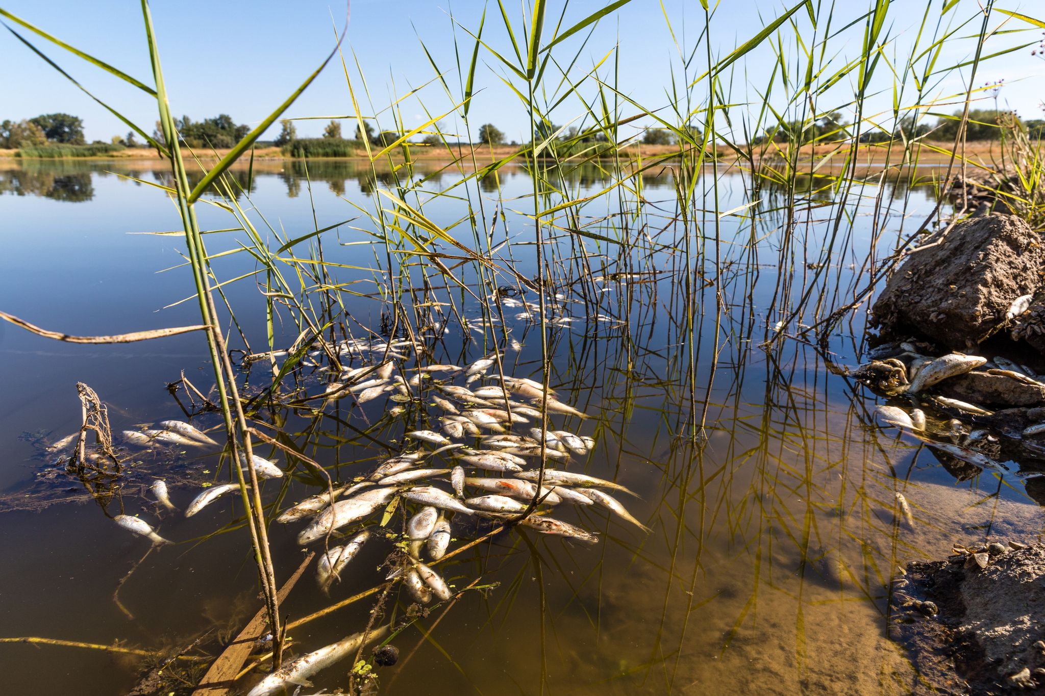 Fischsterben in der Oder – Hintergründe geben Rätsel auf