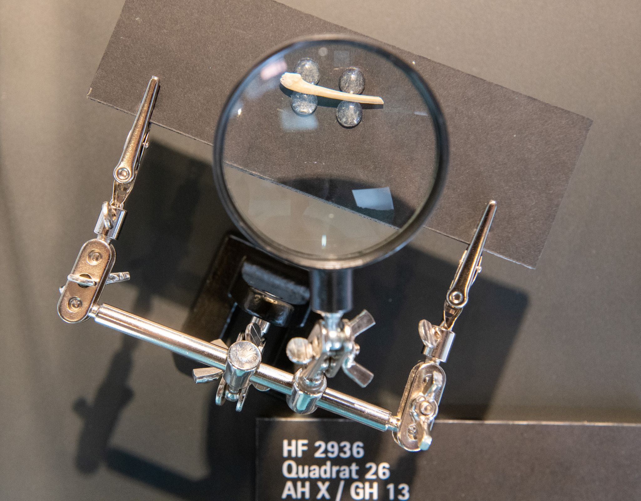 Knochenfunde belegen vielfältige Ernährung der Neandertaler