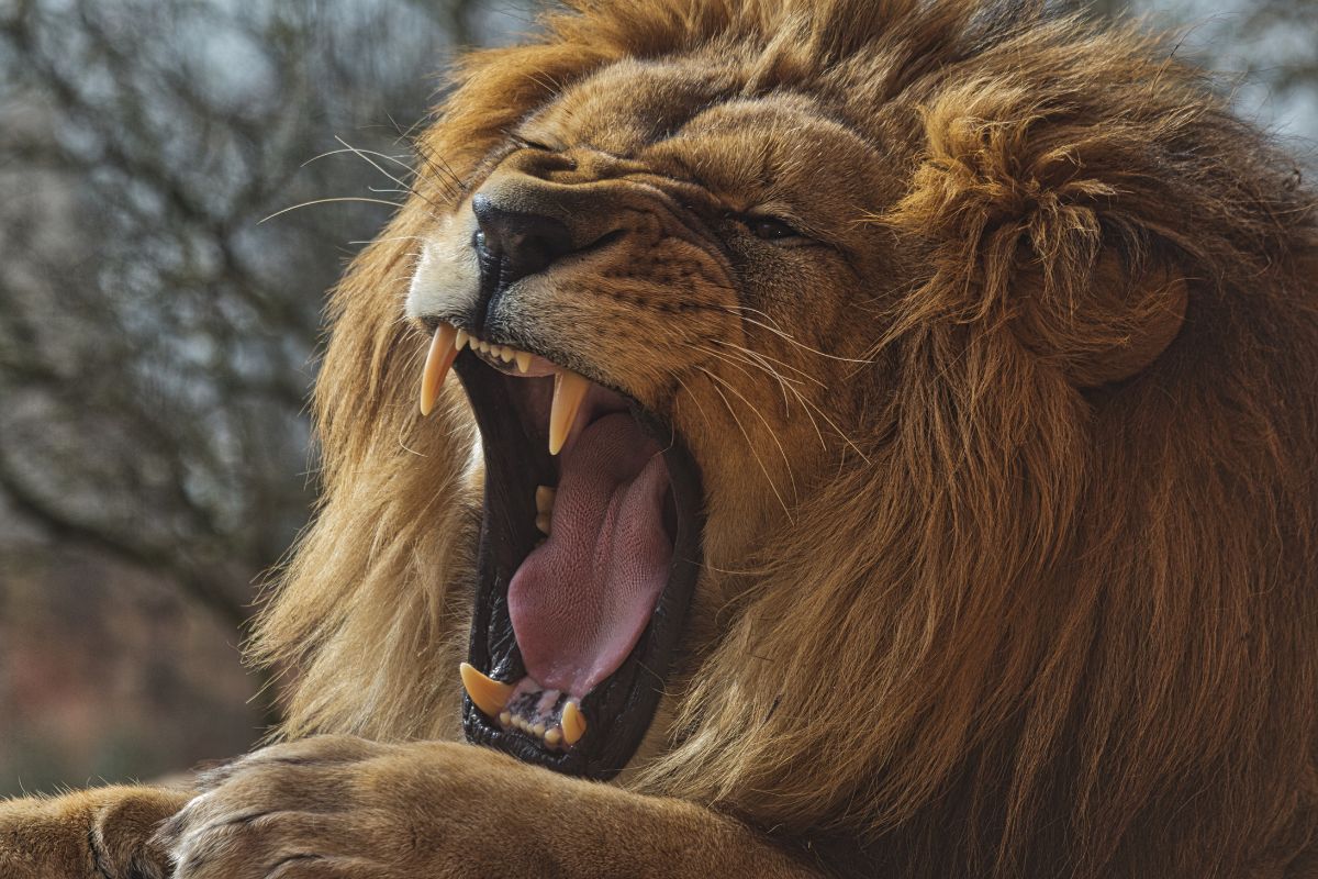 Zoowärter von Löwe zu Tode gebissen
