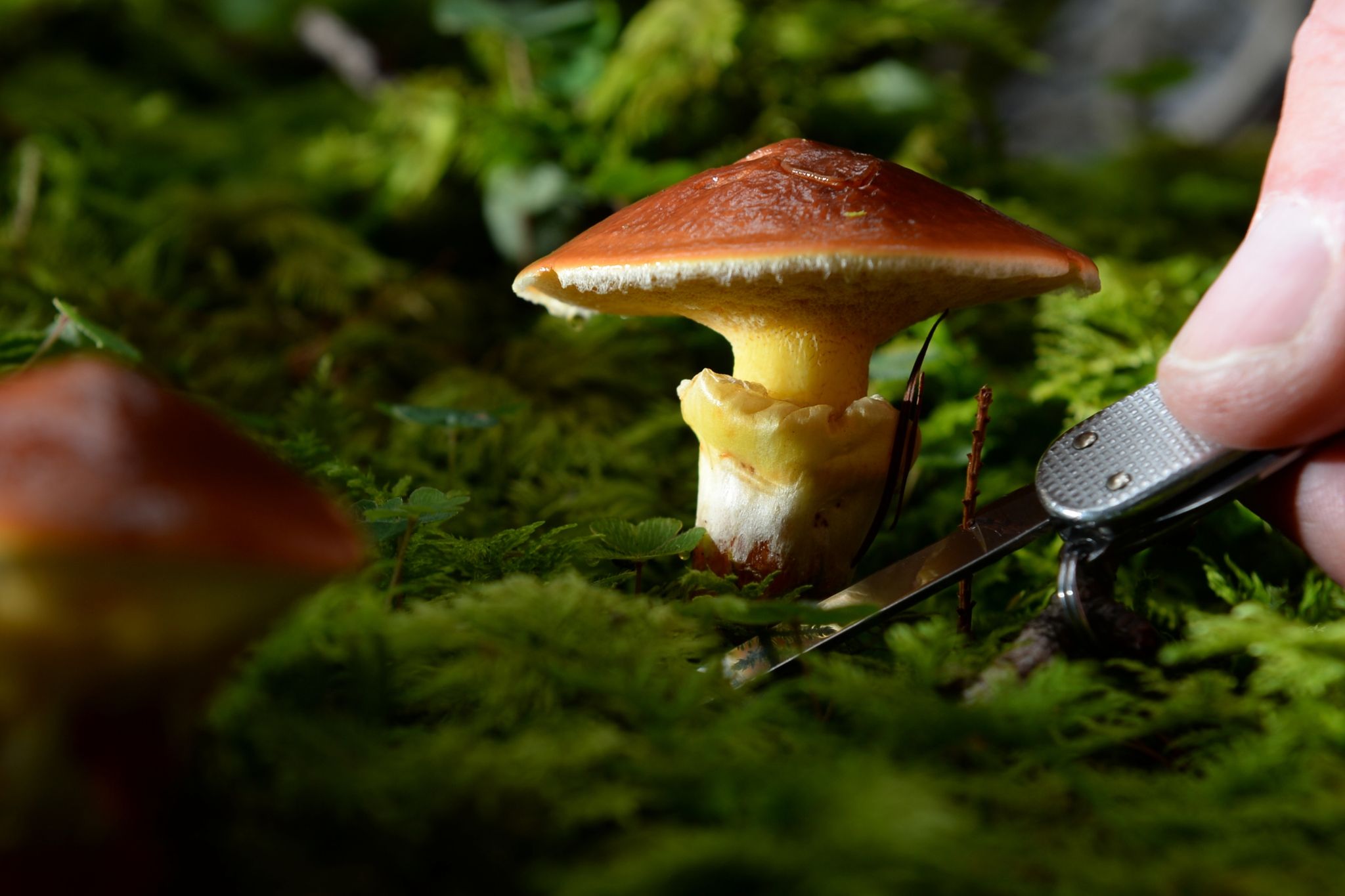 Pilze in Bayern teilweise weiterhin radioaktiv belastet