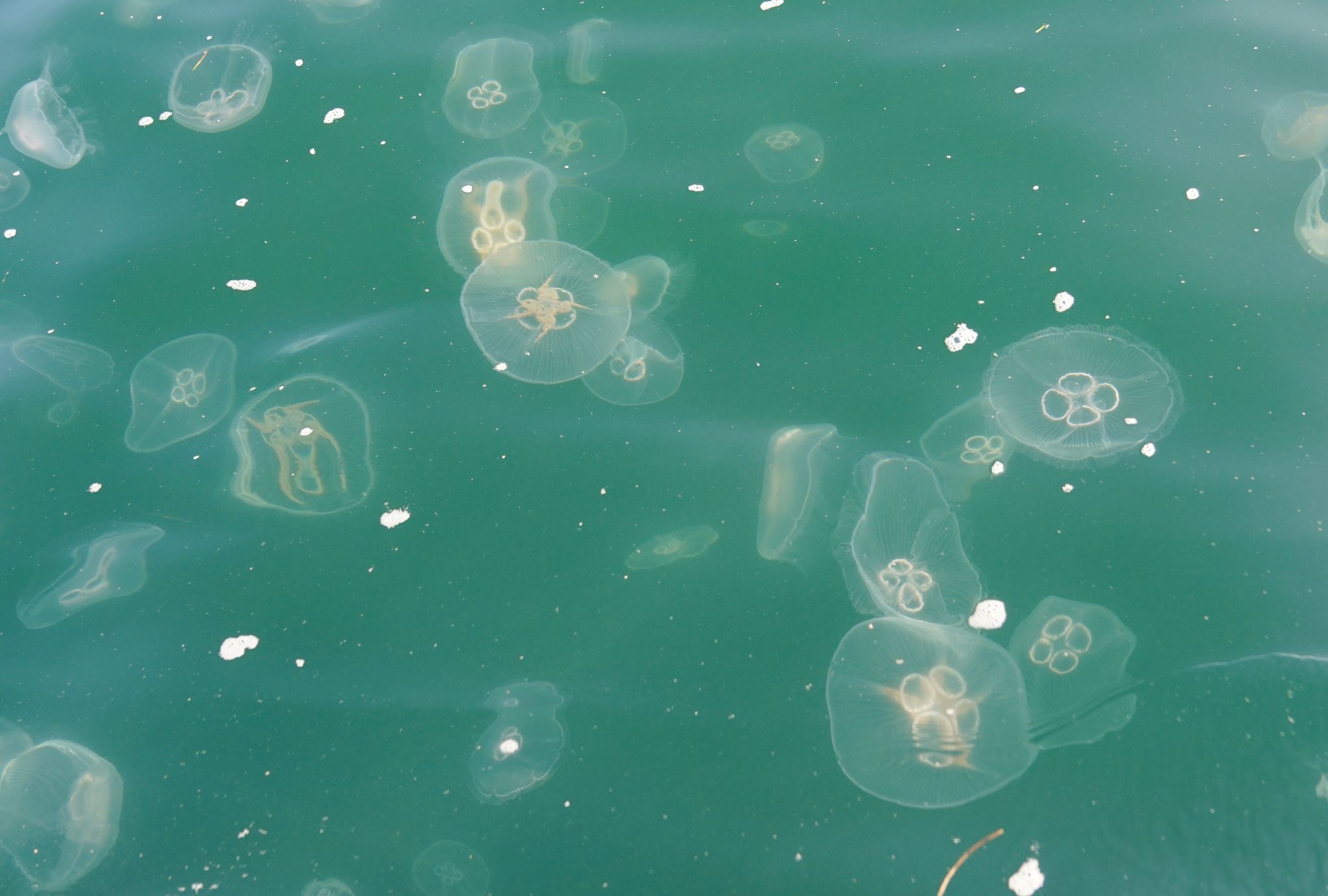 Hitzewelle hat keinen Einfluss auf aktuelle Quallenmenge