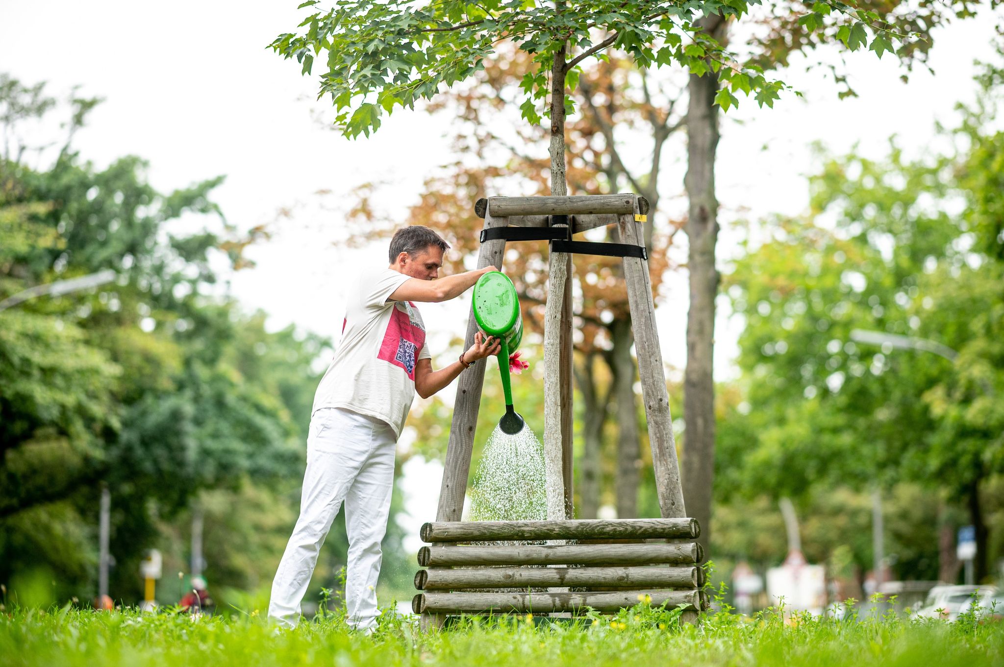 Stadtbäume leiden unter Trockenstress