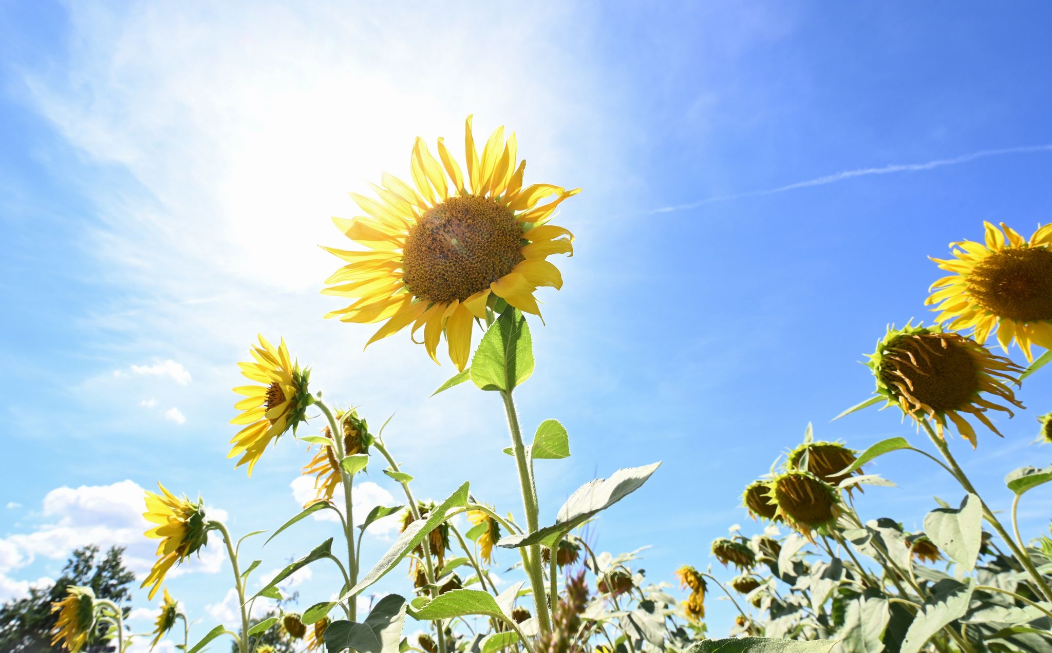 Warnung vor Hitzewelle in Deutschland