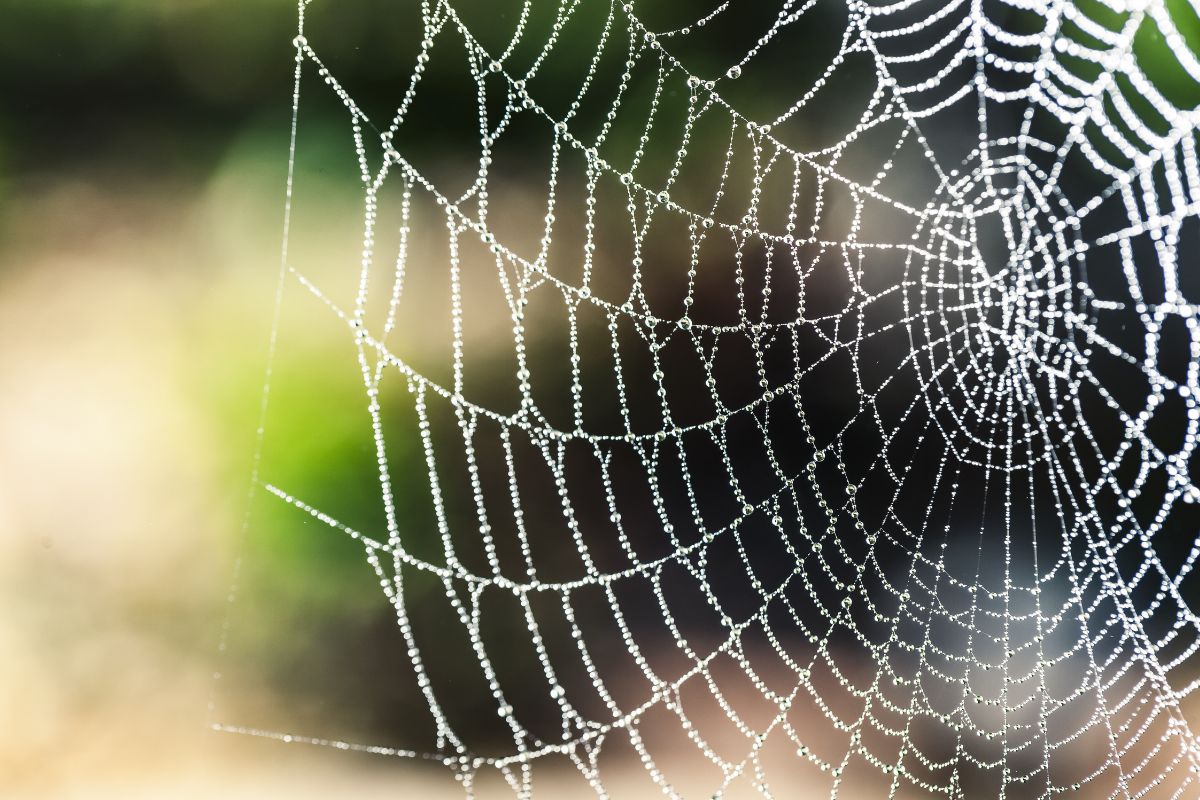 Gift-Spinne breitet sich in Deutschland aus