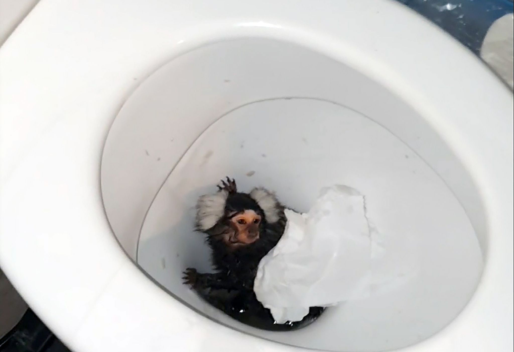 Fast in Toilette runtergespült: Tierschützer retten Äffchen