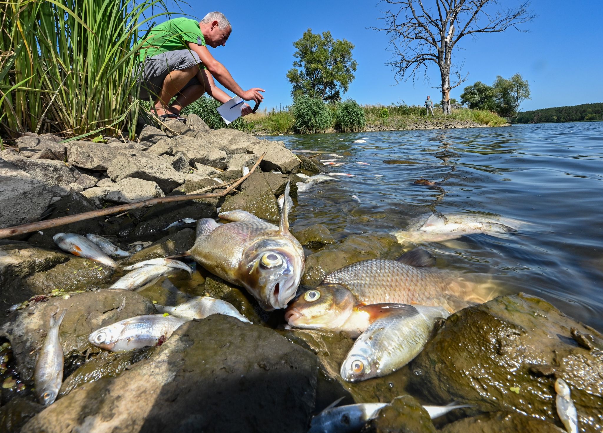Fischsterben in der Oder: Untersuchungen dauern an