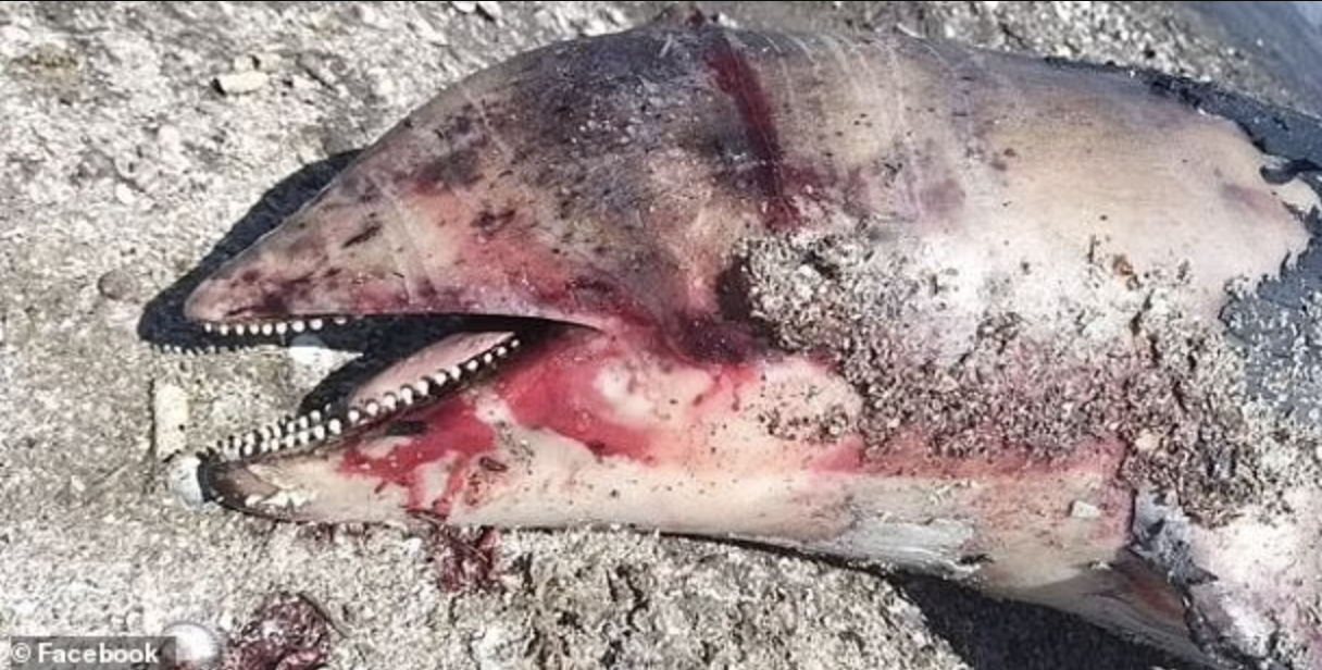 Putin tötet 5.000 Delfine