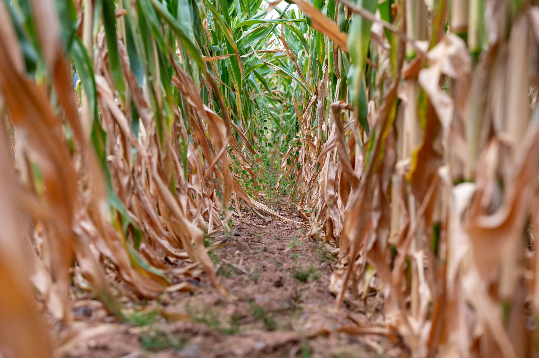 Klimawandel: Warum historische Dürren kein Gegenbeweis sind