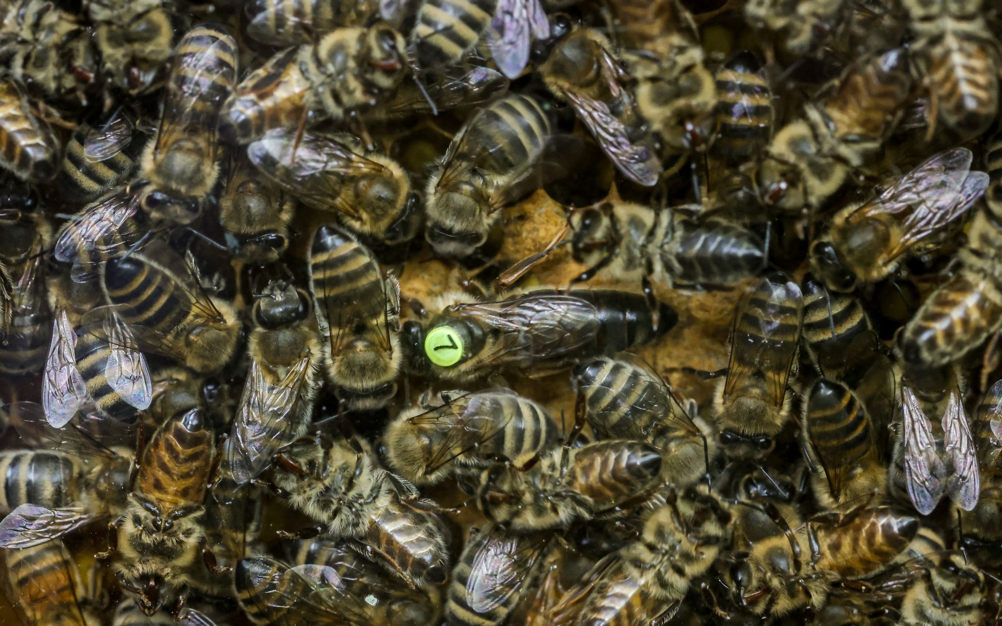 Die Königinnenmacher vom Schaalsee