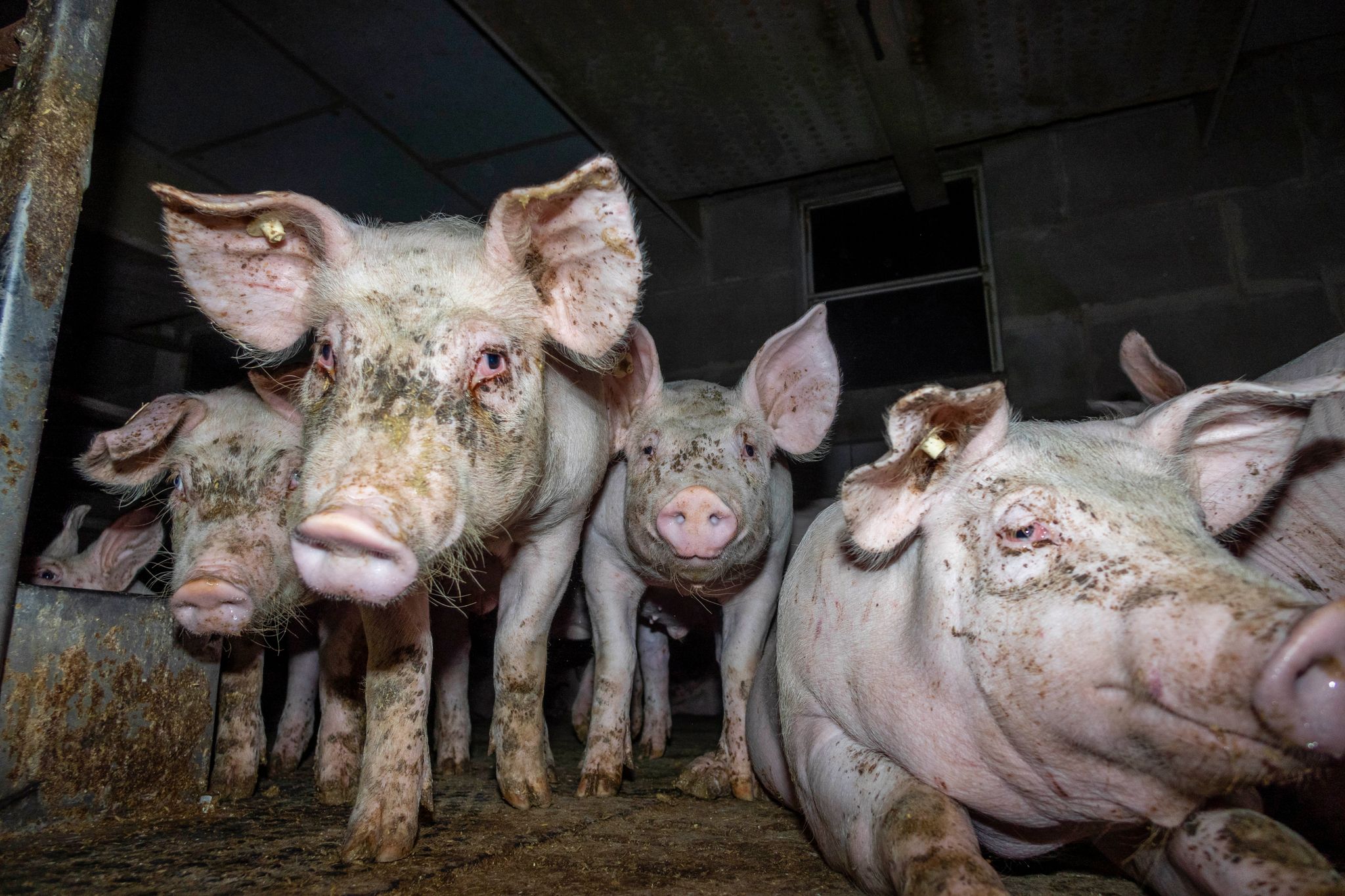 Entsetzen wegen Verdachts auf Tierquälerei – Ermittlungen