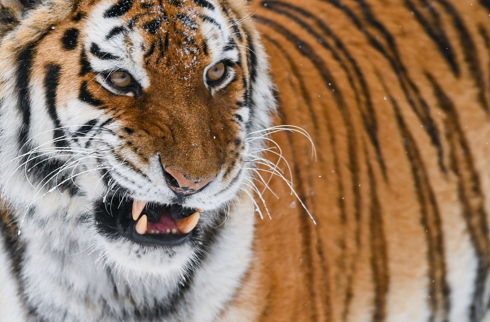 Russland: Zahl der Amurtiger fast verdoppelt