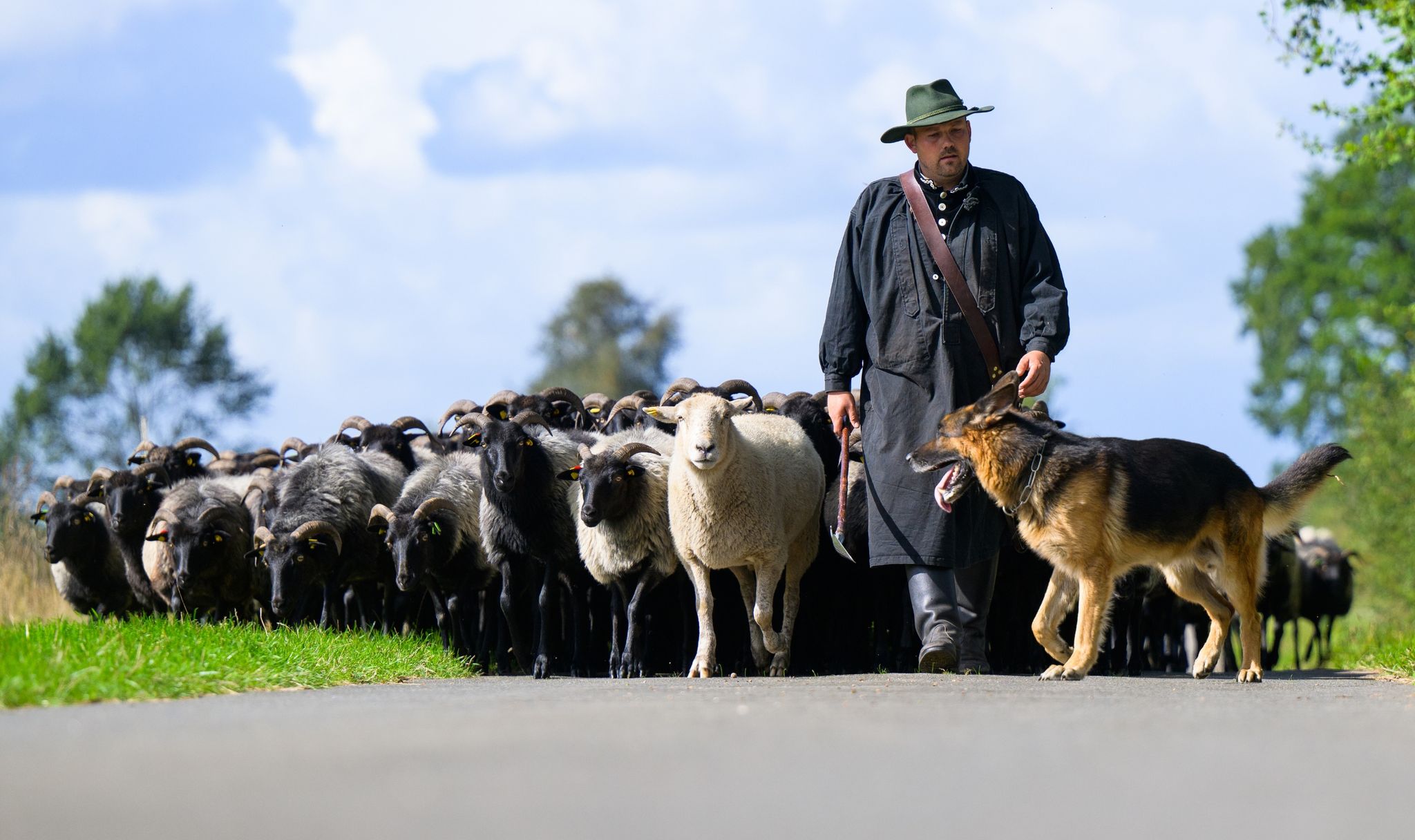 Deutsche Meisterschaft im Schafehüten gestartet