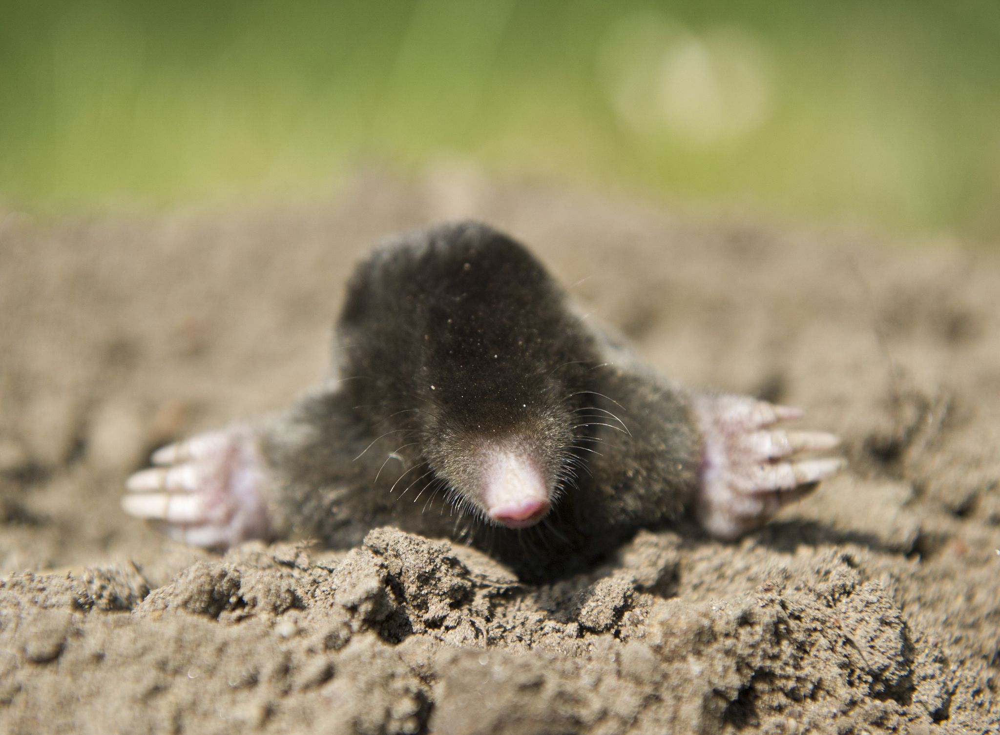 Maulwürfe sind wie «turbogeladene Porsche-Motoren»