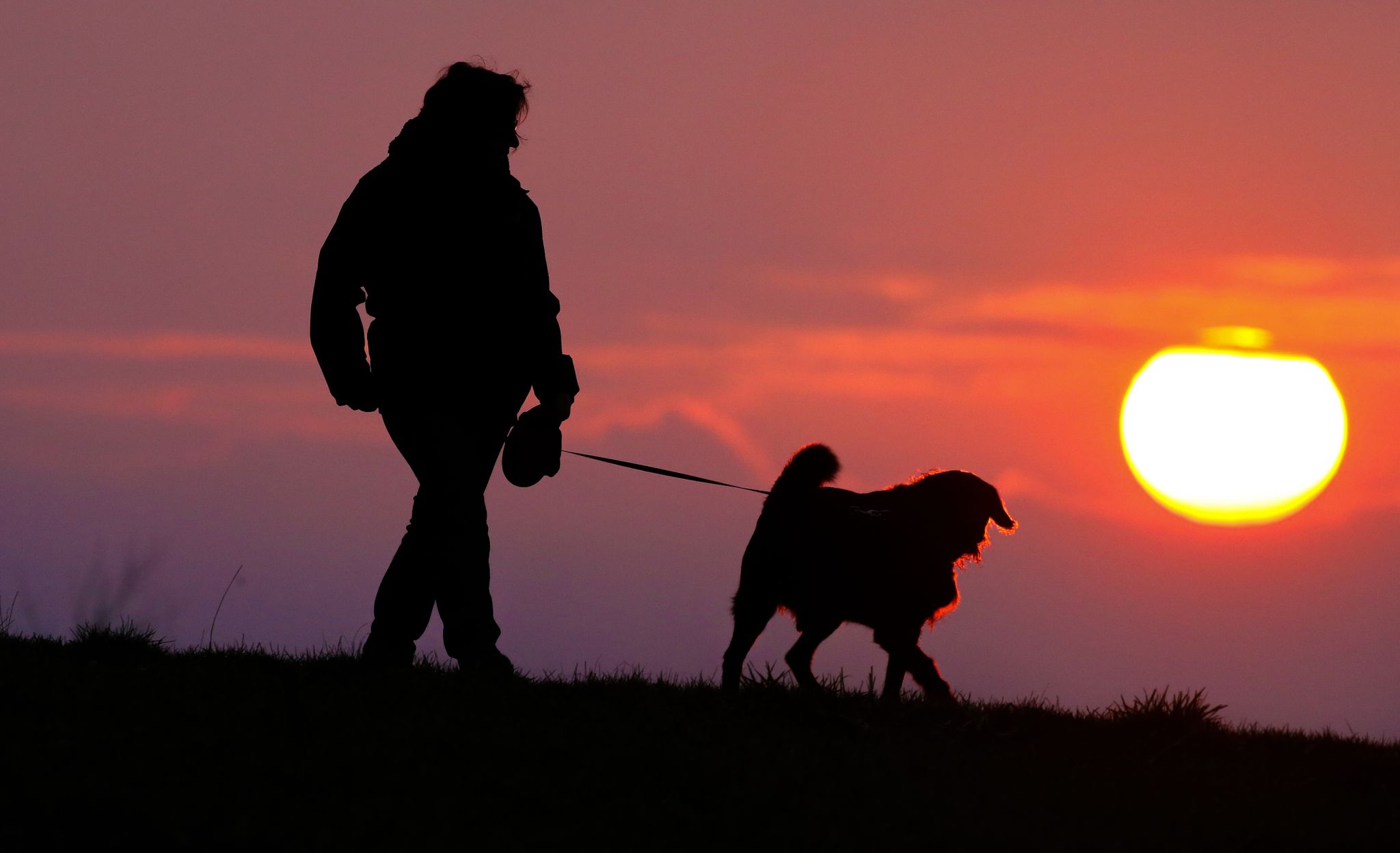 Rekordeinnahmen bei Hundesteuer während der Pandemie
