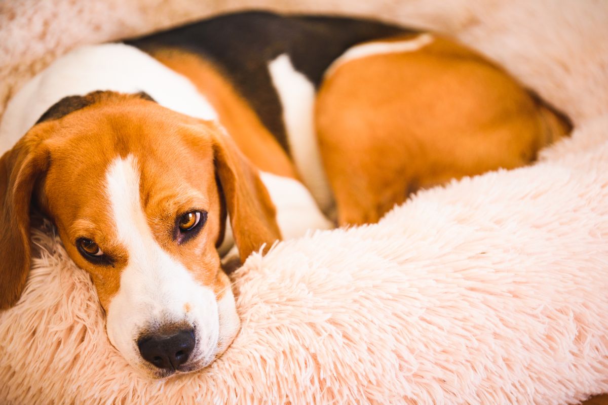 Zoophilia Pride in Berlin: Legalisierung von Sex mit Tieren