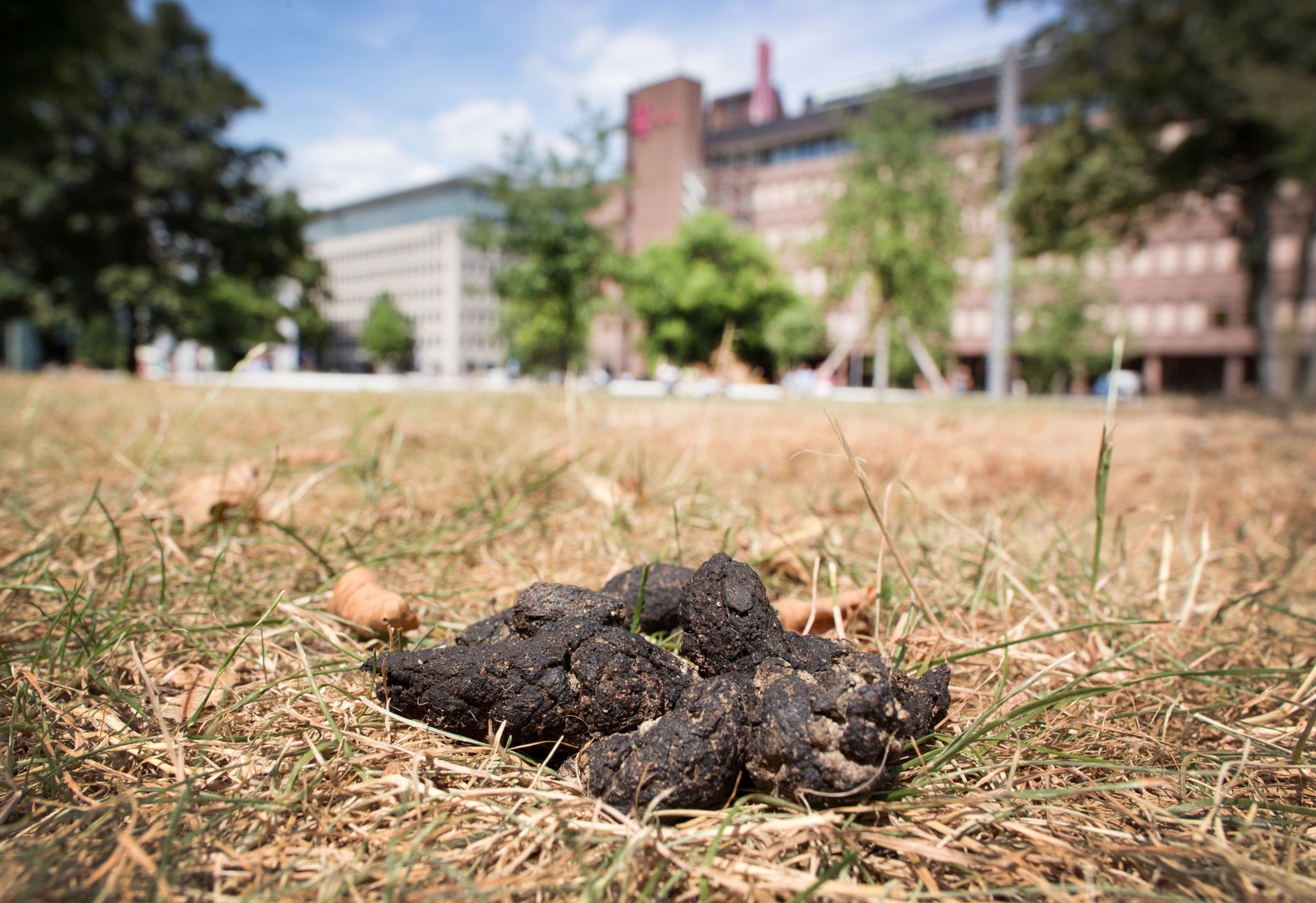 DNA-Test gegen Hundehaufen – Gemeinde will Problem angehen