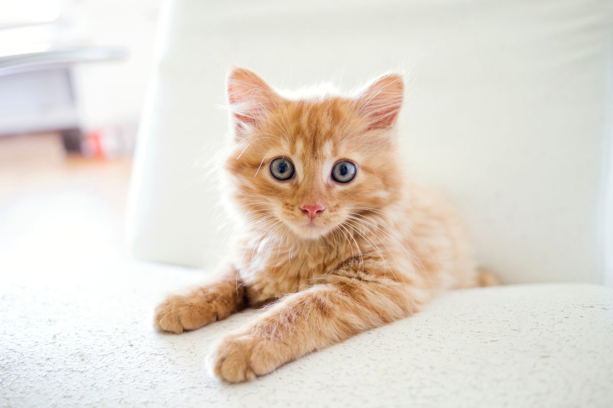 Polizisten töten Katze mit voller Absicht