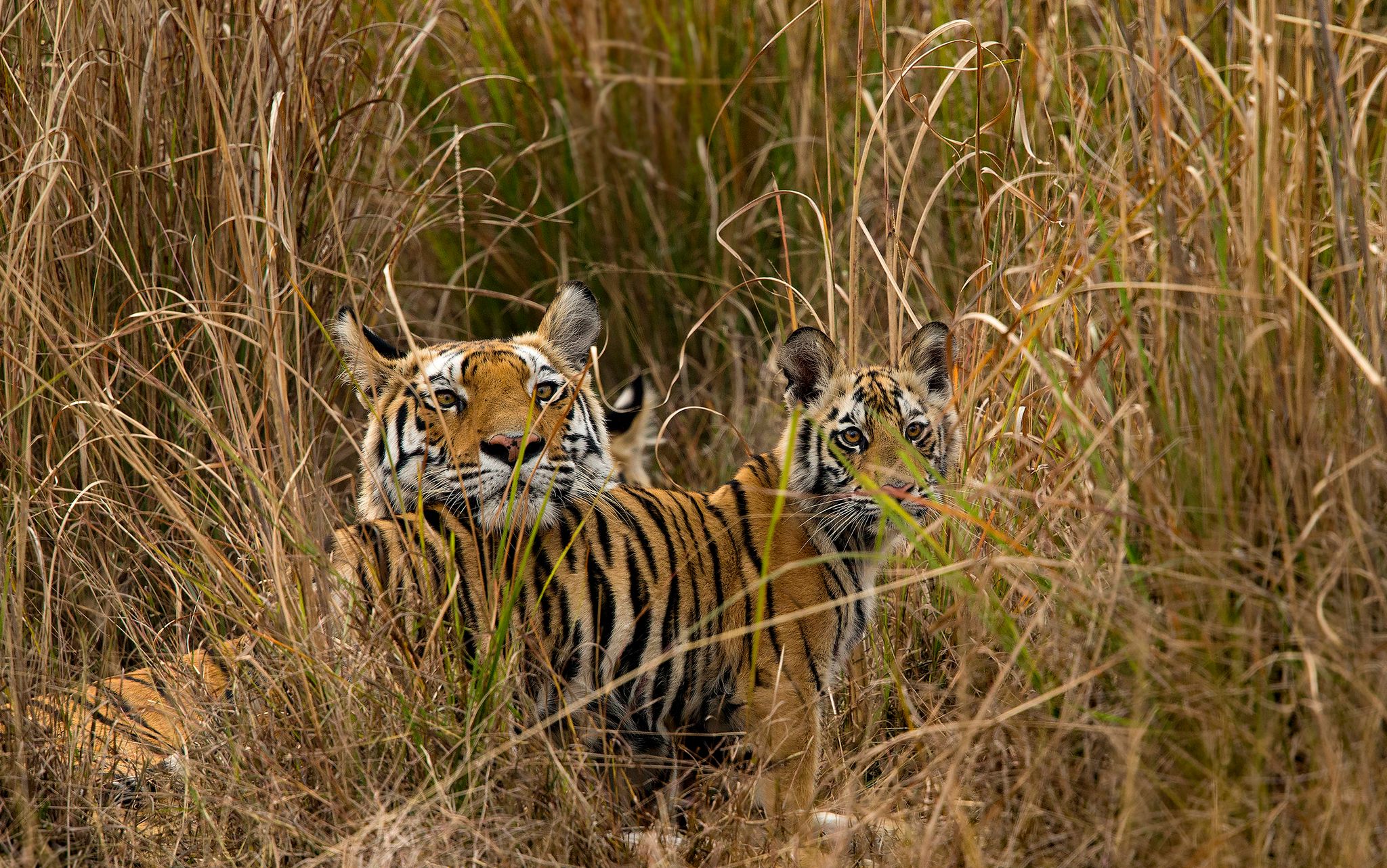 Es gibt wieder mehr Tiger – aber ihr Lebensraum verschwindet