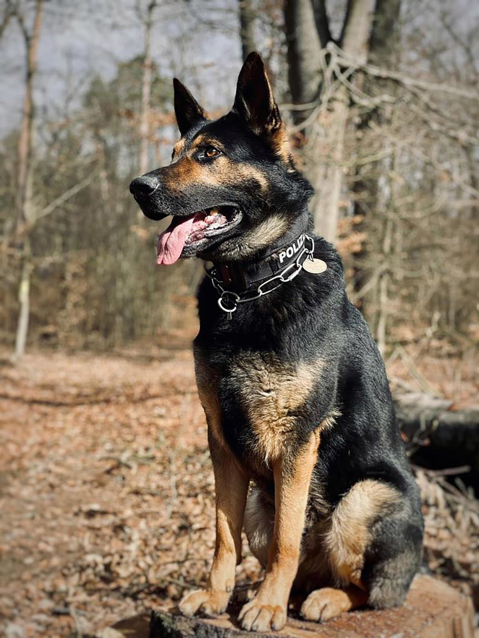 Polizei: Mann soll Polizeihund gebissen haben