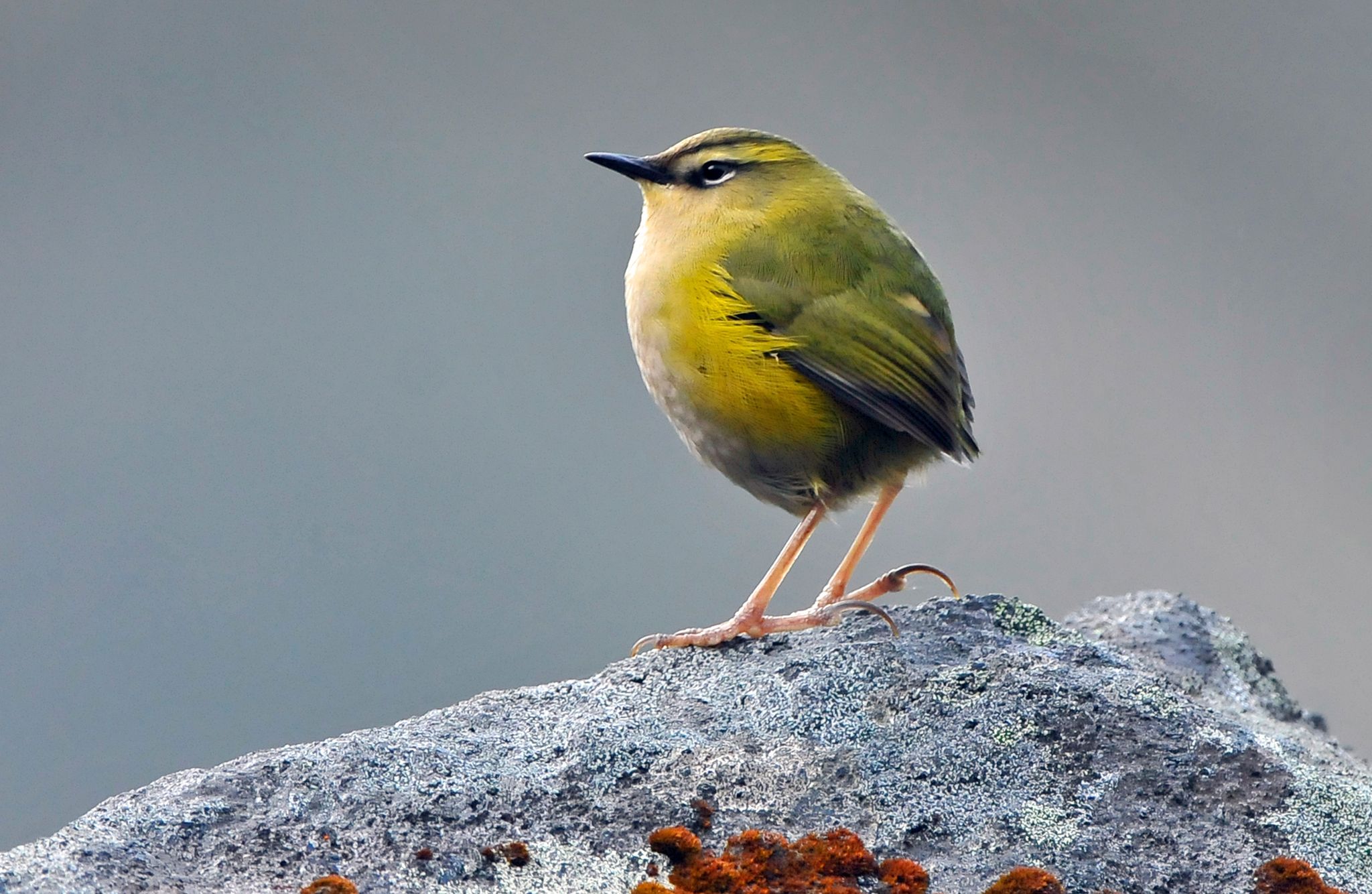 Mini-Piepmatz ganz groß: Neuseelands Vogel des Jahres