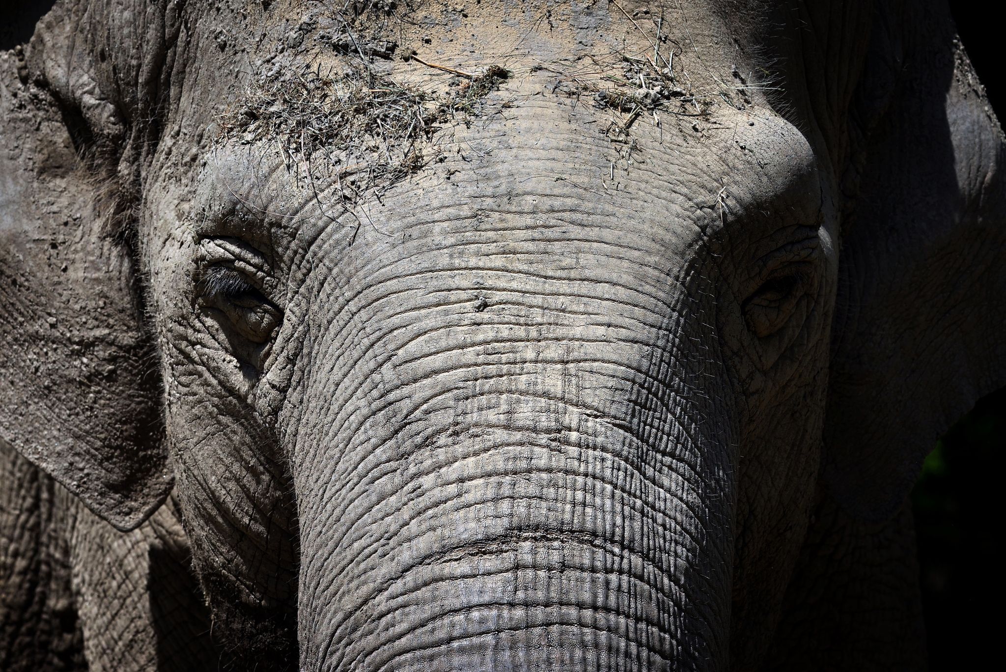 Deutschlands ältester Elefant mit 67 Jahren gestorben
