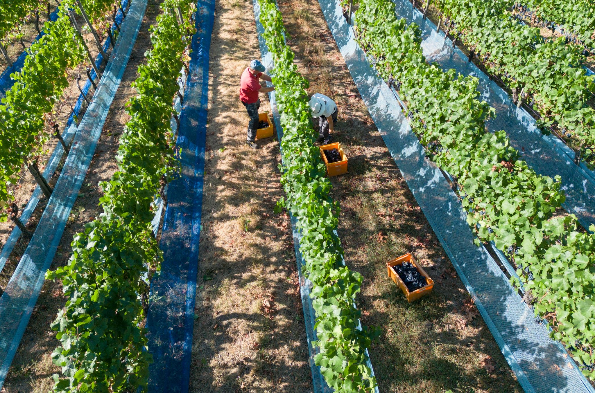 Weinlese in Deutschland zum größten Teil beendet