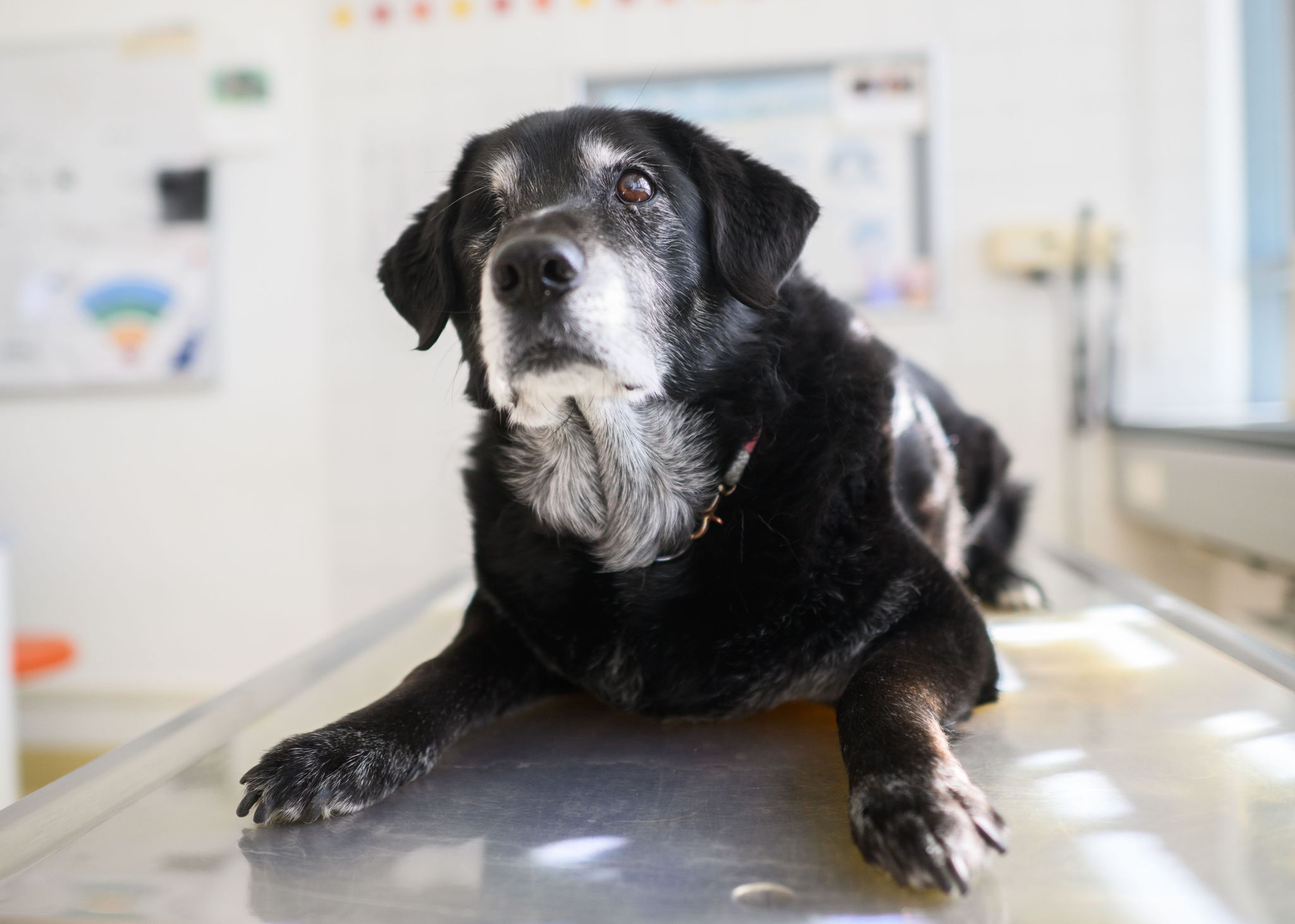 Desorientiert, verängstigt – Auch Tiere können dement werden