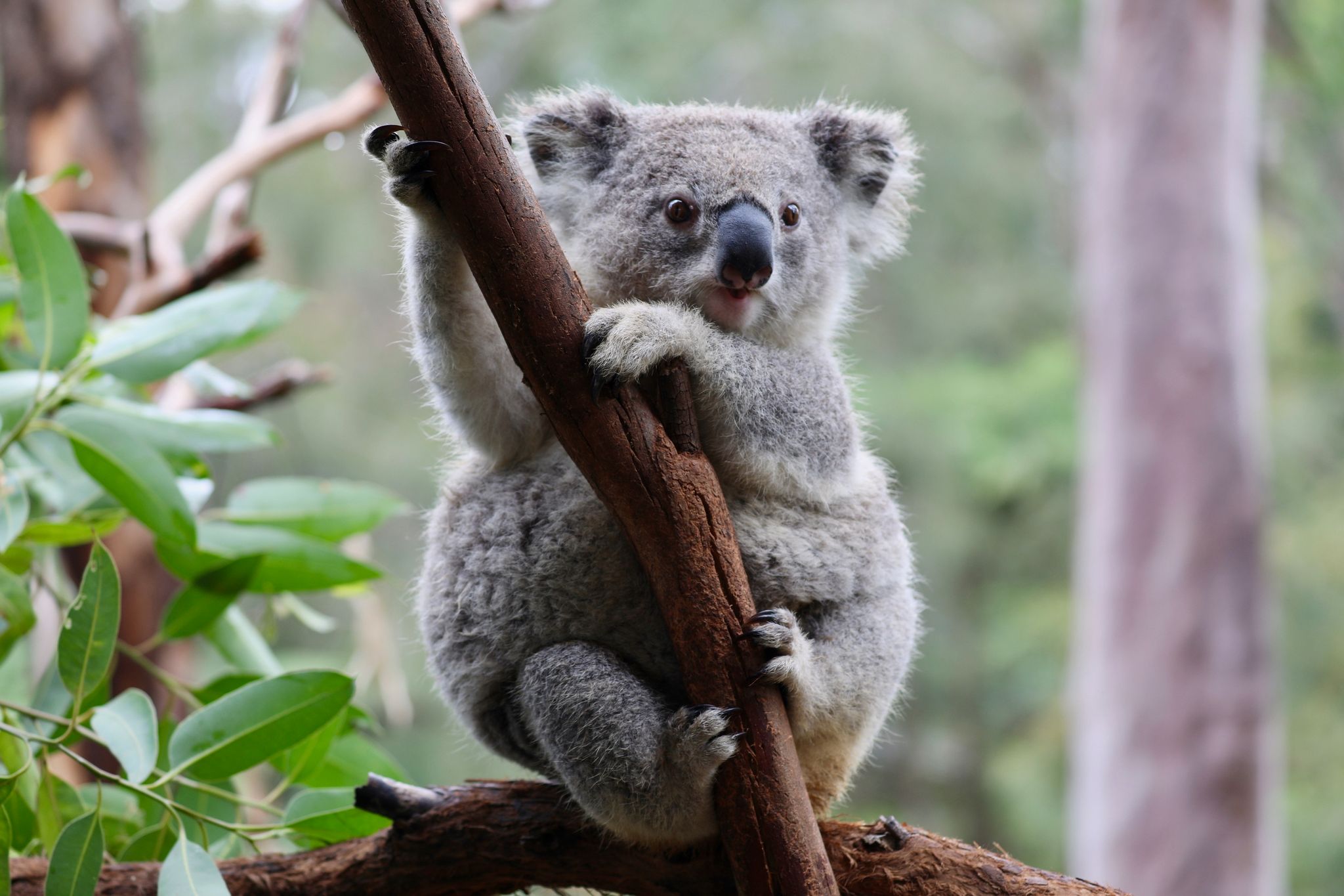 Koalas und Co. in Not: Australien will Artensterben stoppen