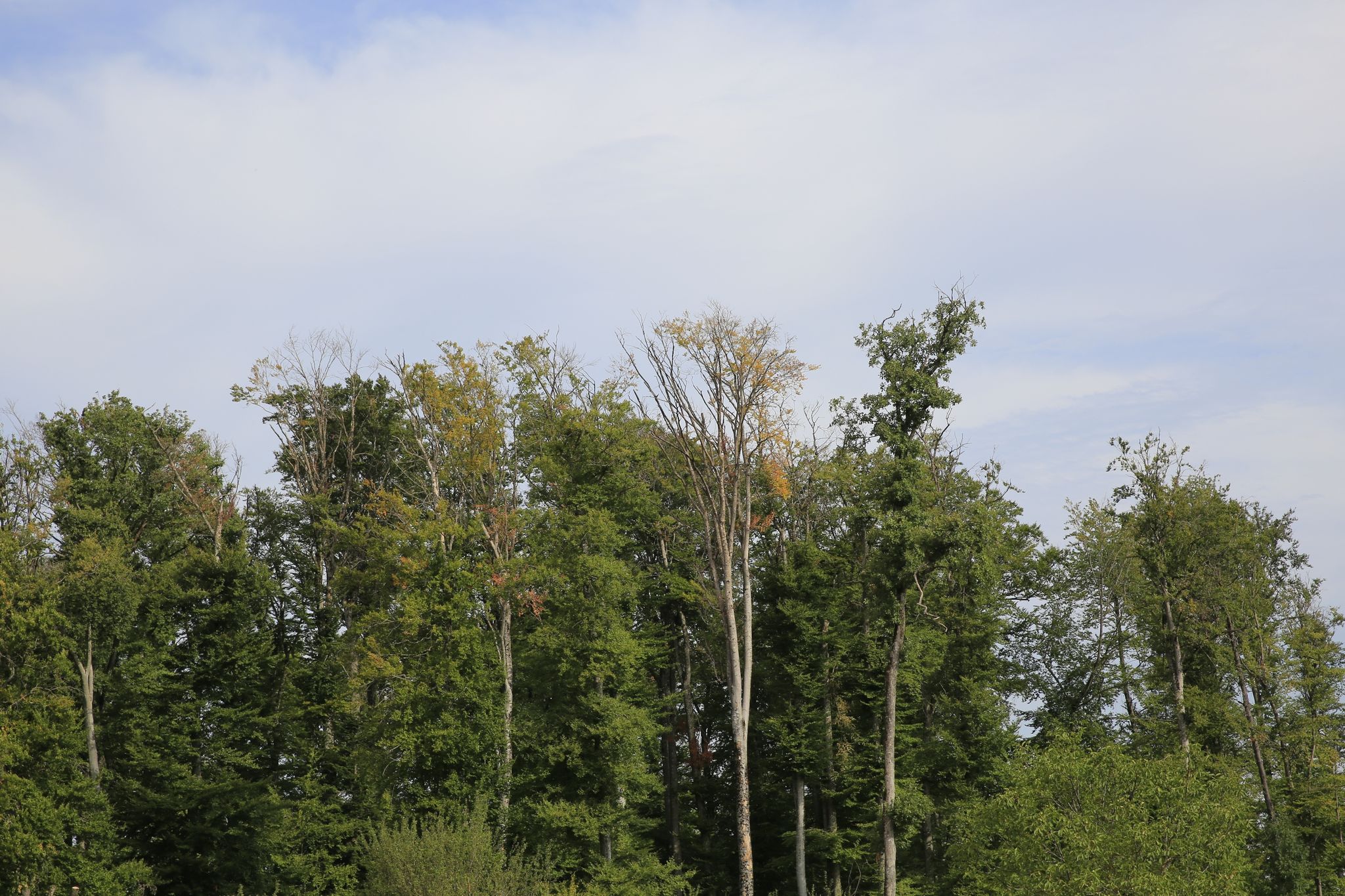 Deutsche Buchen leiden seit Jahren unter Hitze und Dürre