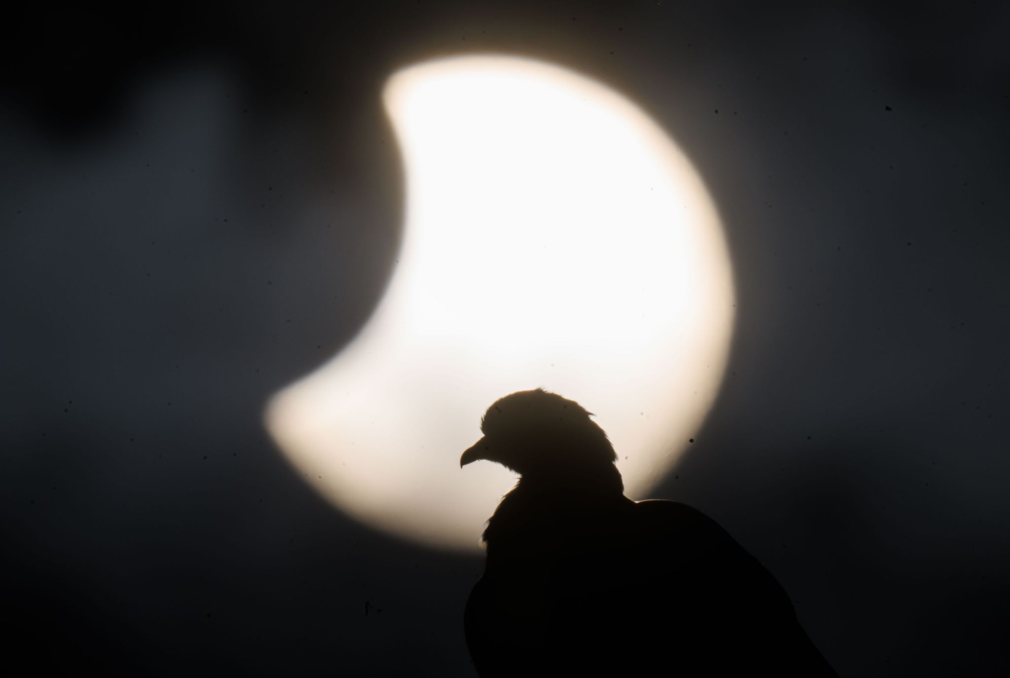 Partielle Sonnenfinsternis vor allem im Süden gut zu sehen