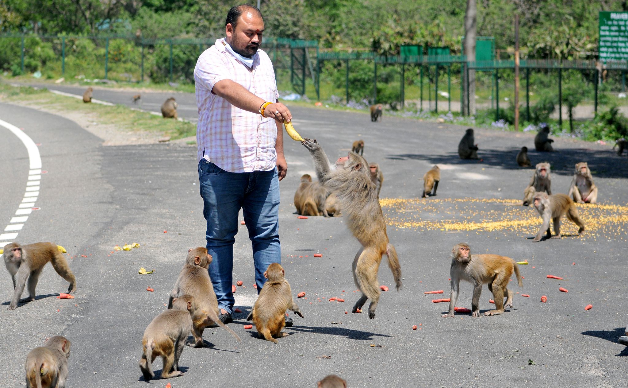 Delhi will gegen Affenproblem vorgehen