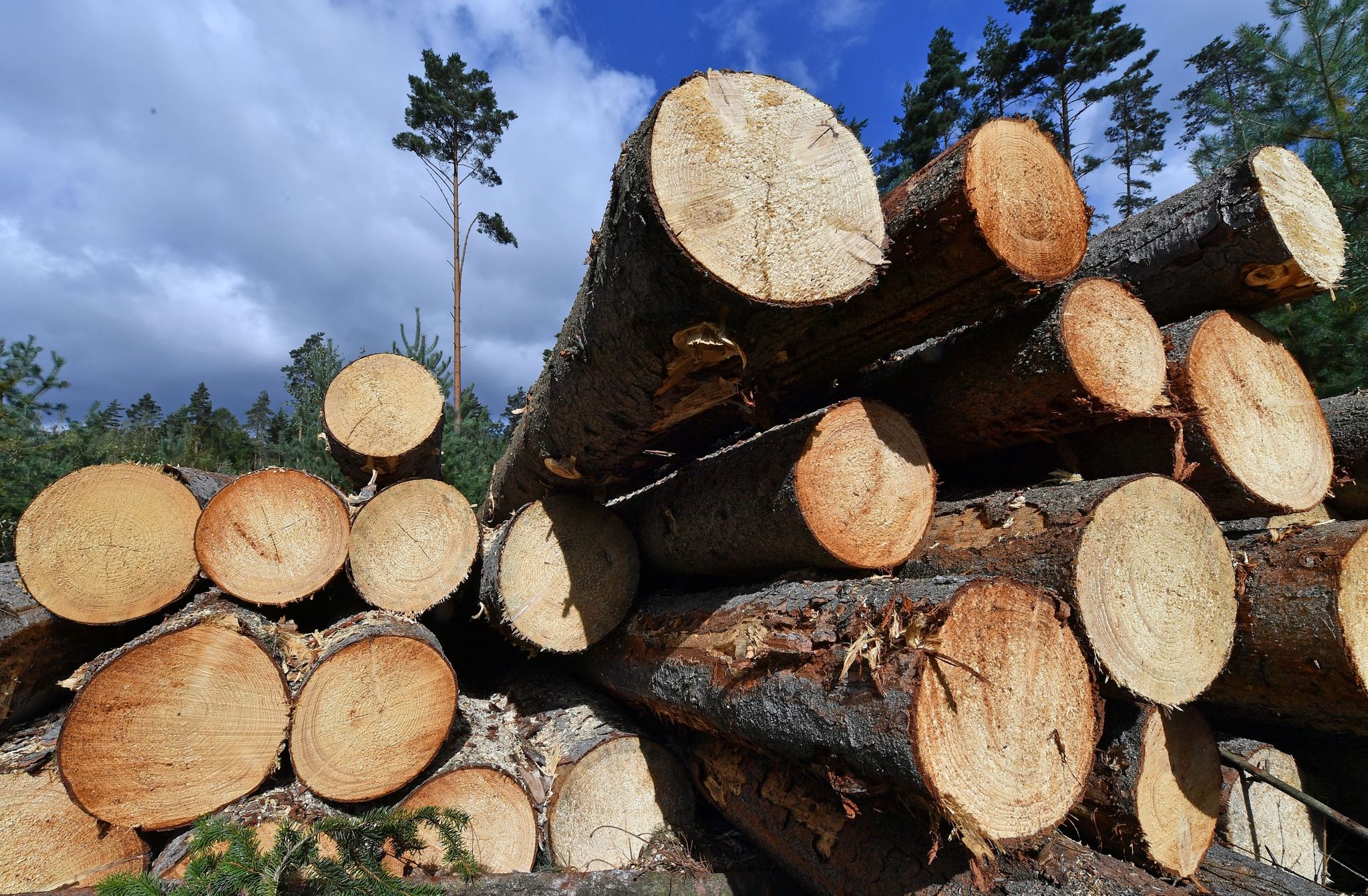 Mehr Kontrollen gegen Holzdiebstahl im Wald