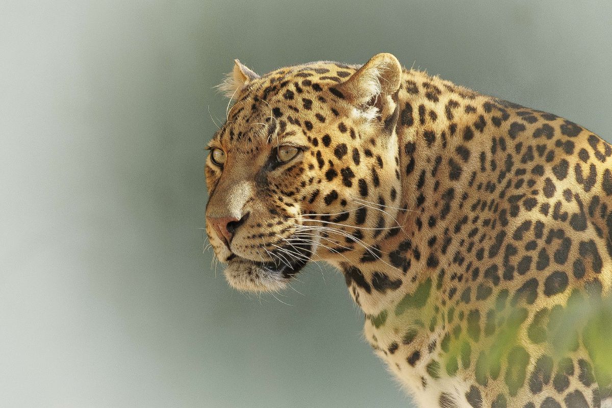 Schreckliche Tierattacke: Leopard tötet Frau