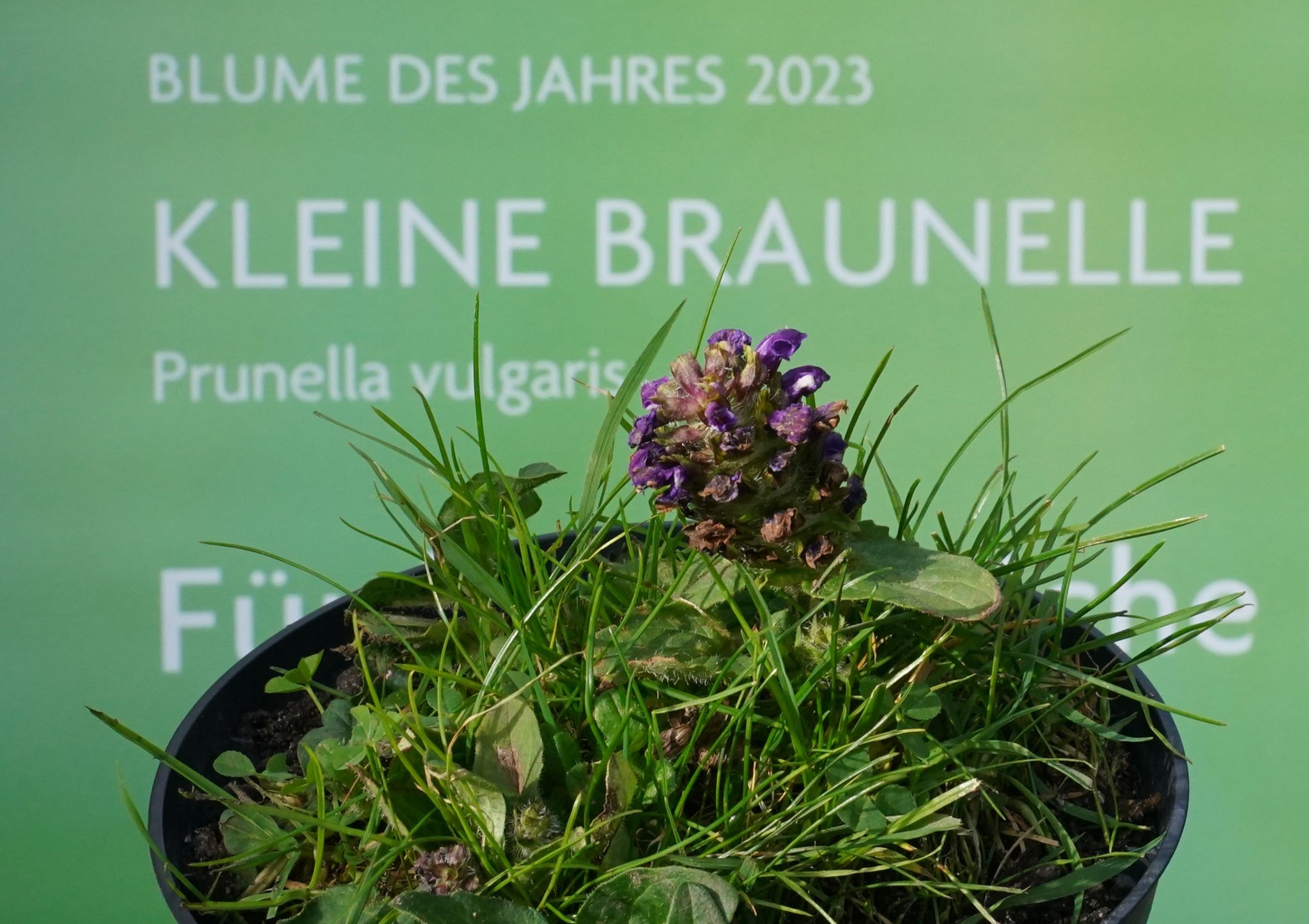 Kleine Braunelle ist «Blume des Jahres 2023»