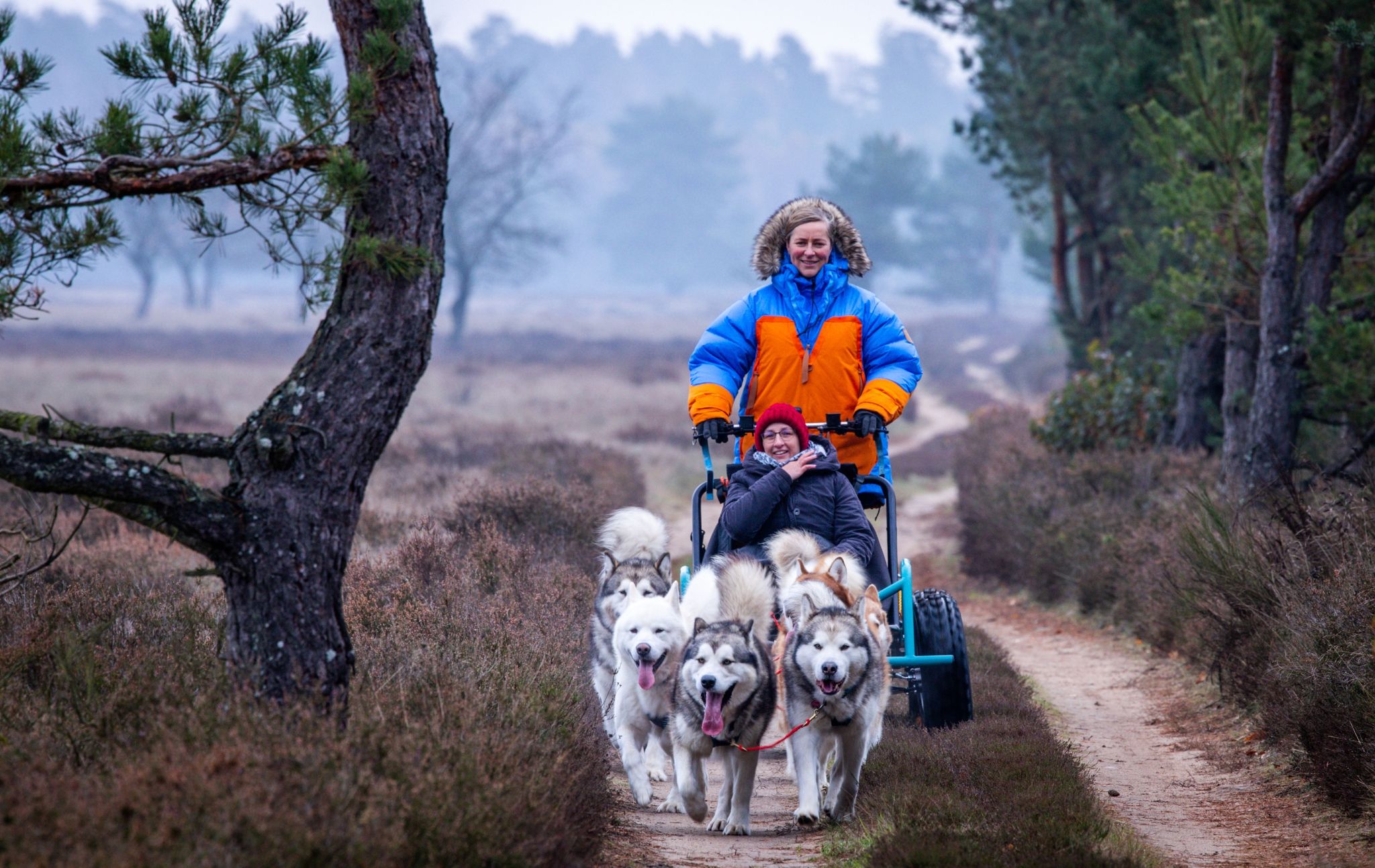 Mit Hundeschlitten durch die Heide