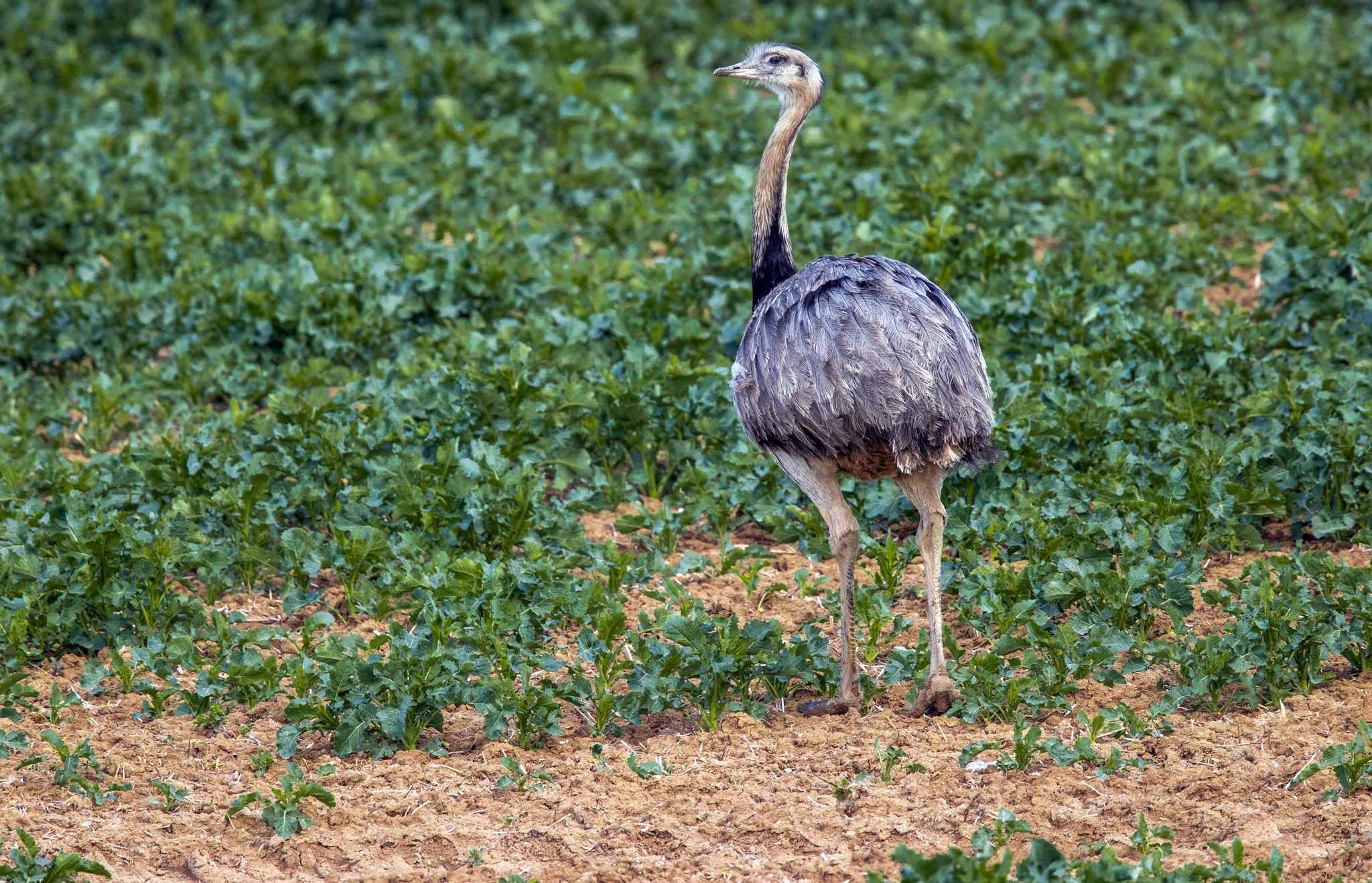 144 wilde Nandus in Deutschland gesichtet