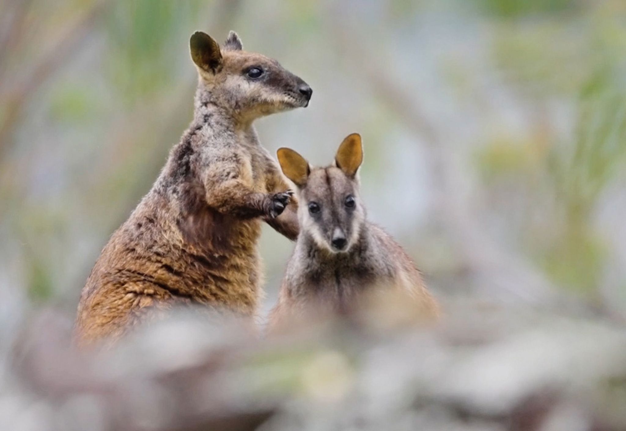 Seltene Bürstenschwanz-Felskängurus entdeckt