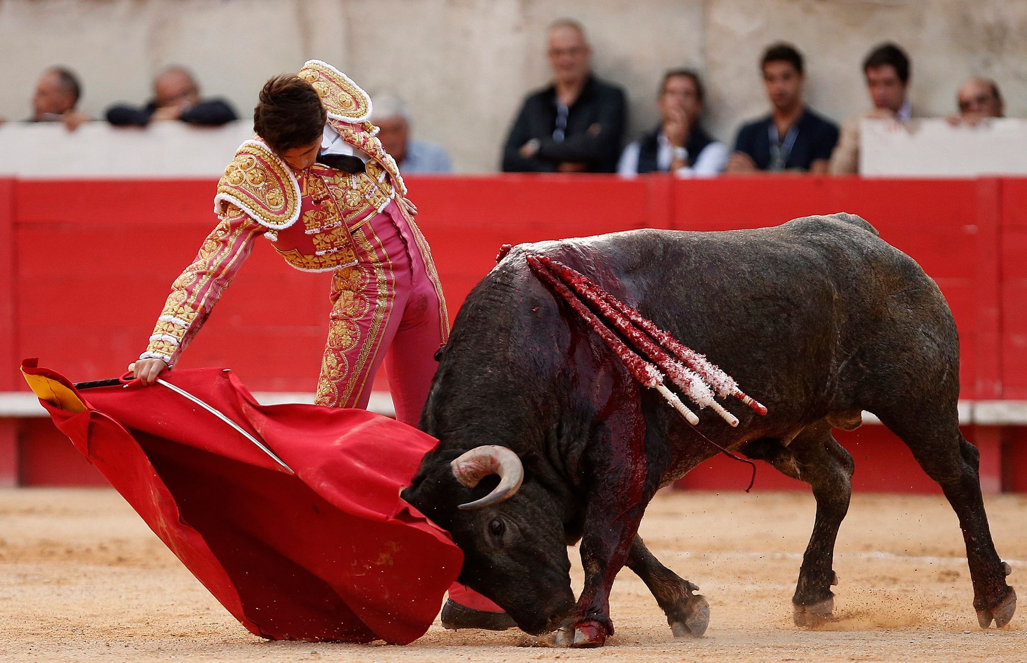 Barbarei oder Tradition: Frankreich streitet über Stierkampf