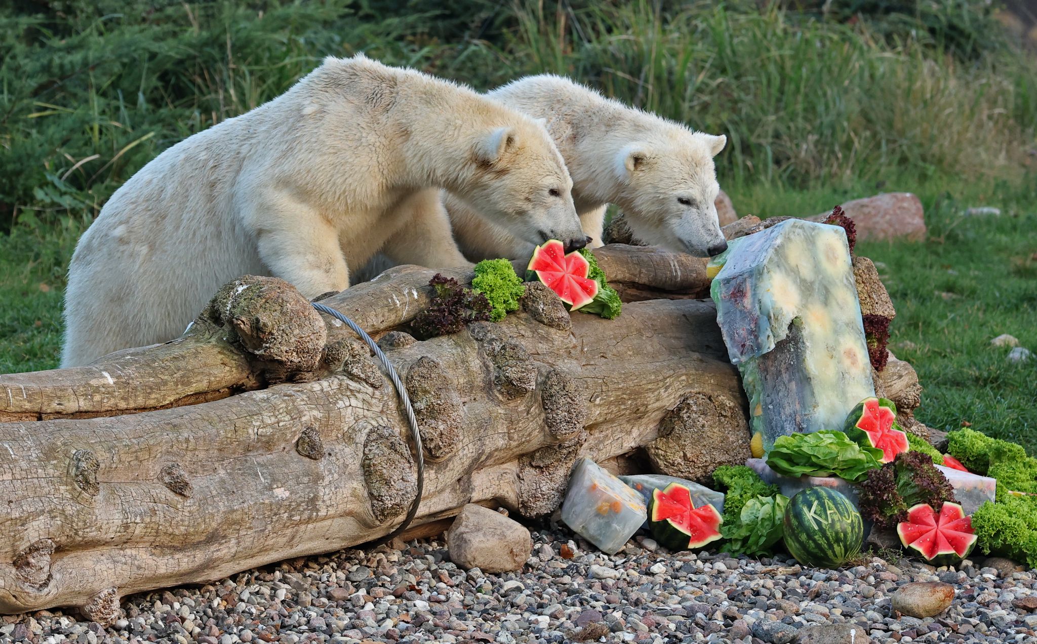 Eisbärenzwillinge feiern erste Geburtstagsparty