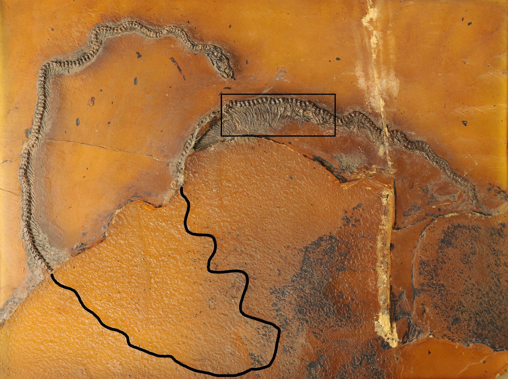 Fossil 47 Millionen Jahre alter Schlange belegt Lebendgeburt