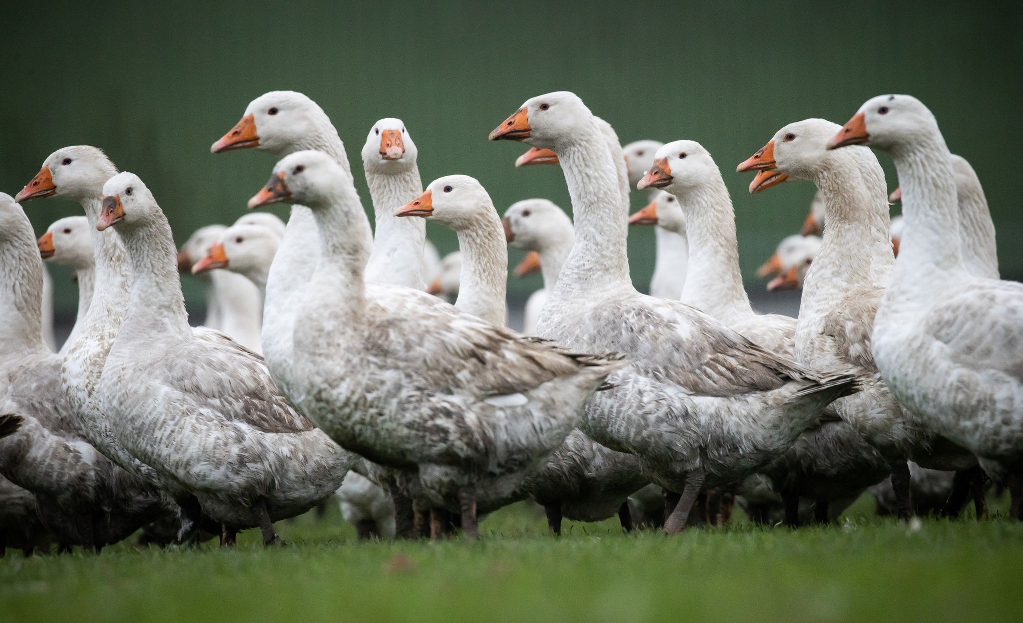 Vogelgrippe und Ukraine-Krieg: Weihnachtsgänse sind knapp