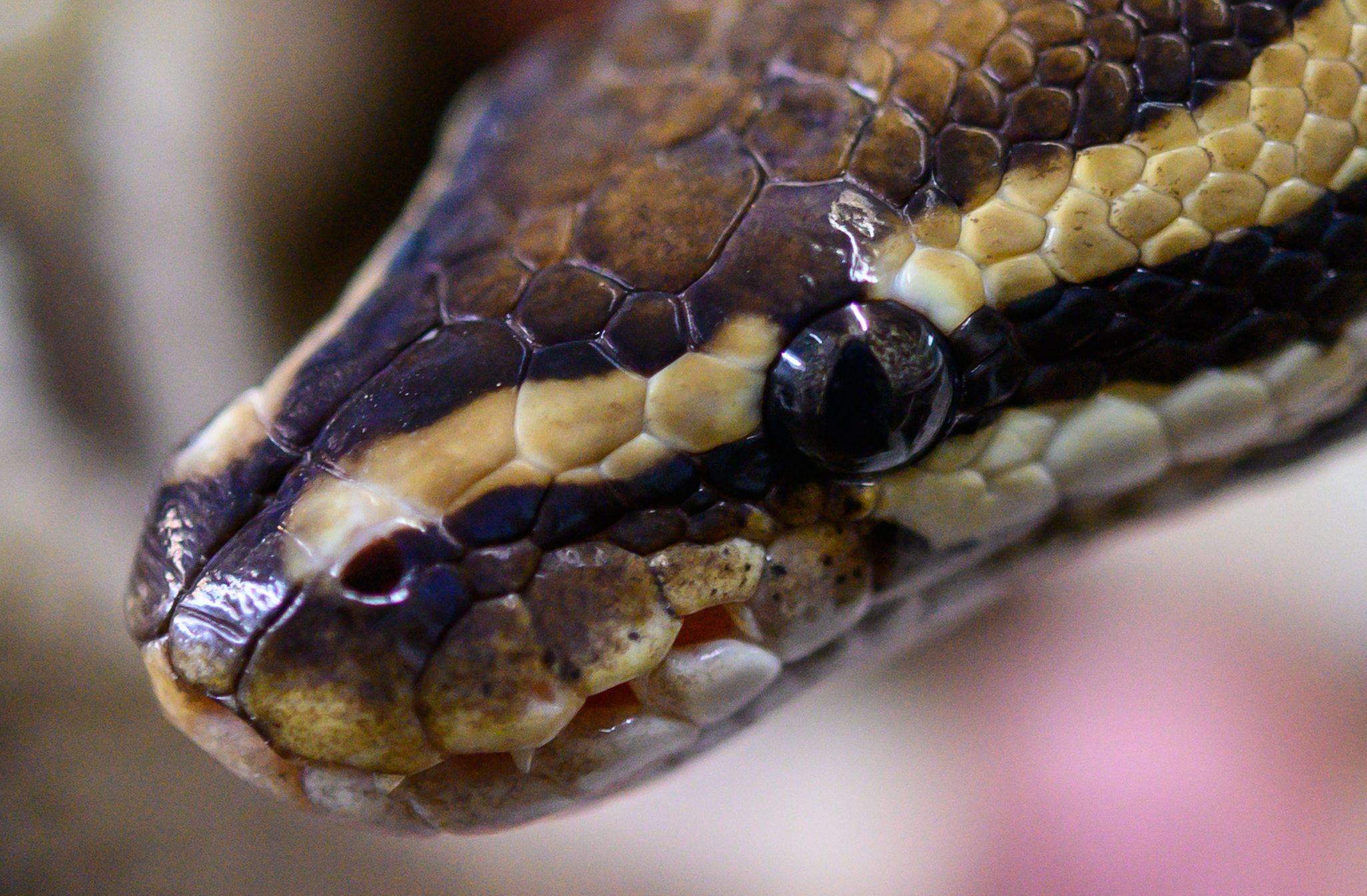 Australien: Python zieht Fünfjährigen in Pool