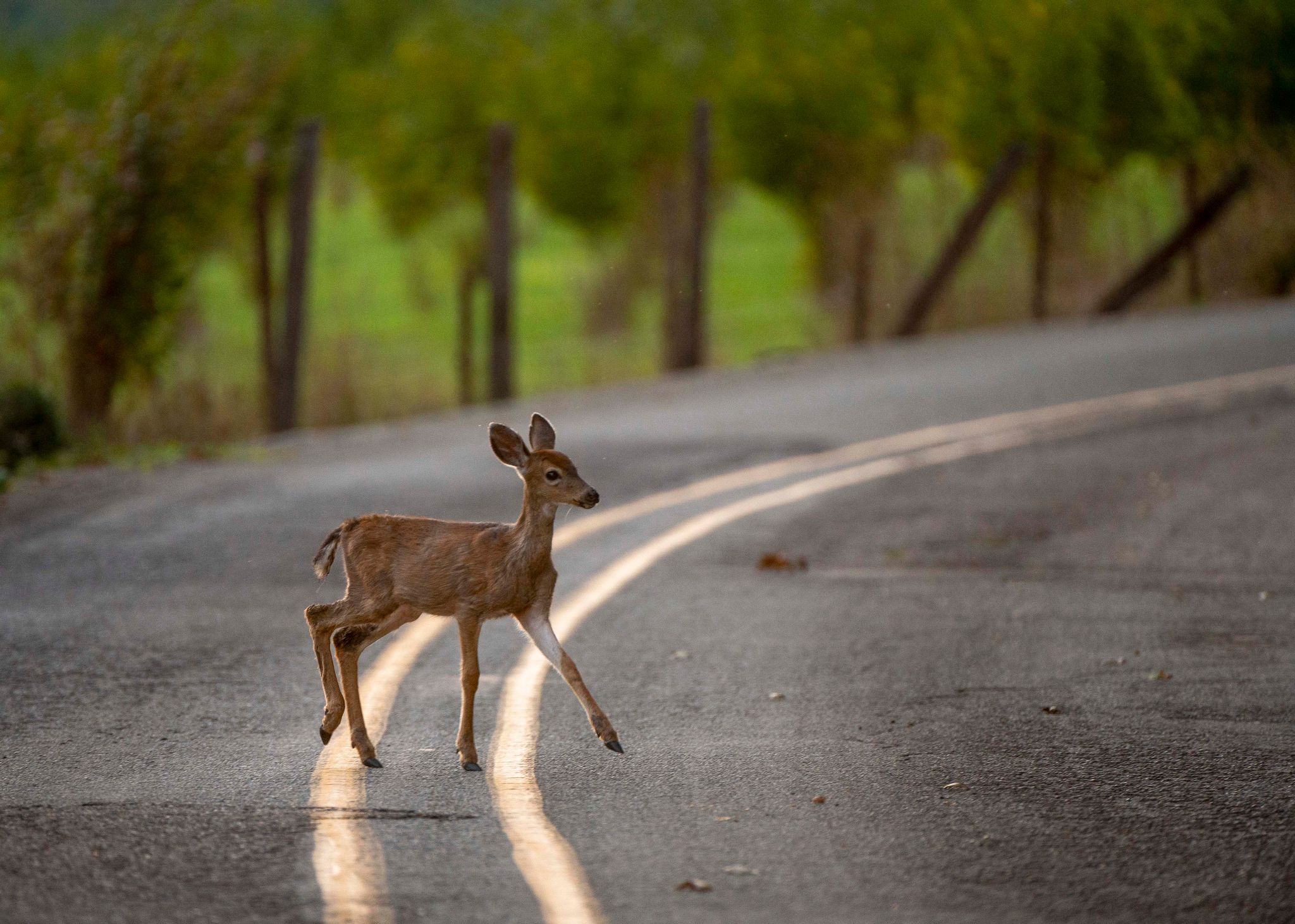 Dauerhafte Sommerzeit würde Wildunfälle leicht reduzieren