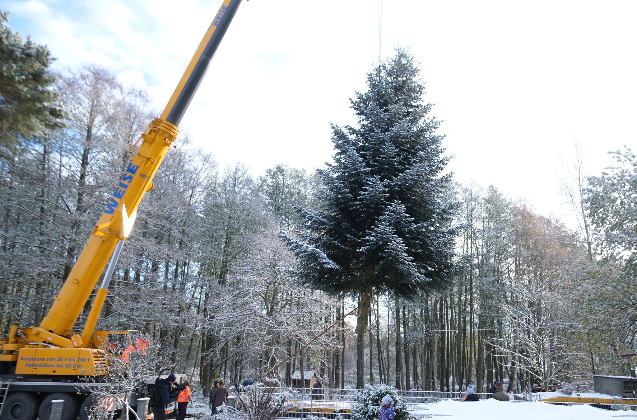 Weihnachtsbaum für Brandenburger Tor in Thüringen gefällt