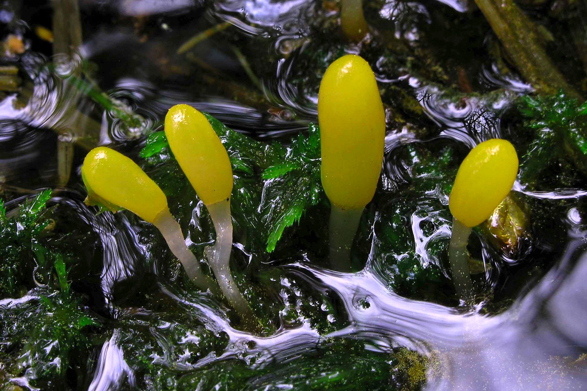 Der Sumpf-Haubenpilz ist Pilz des Jahres 2023