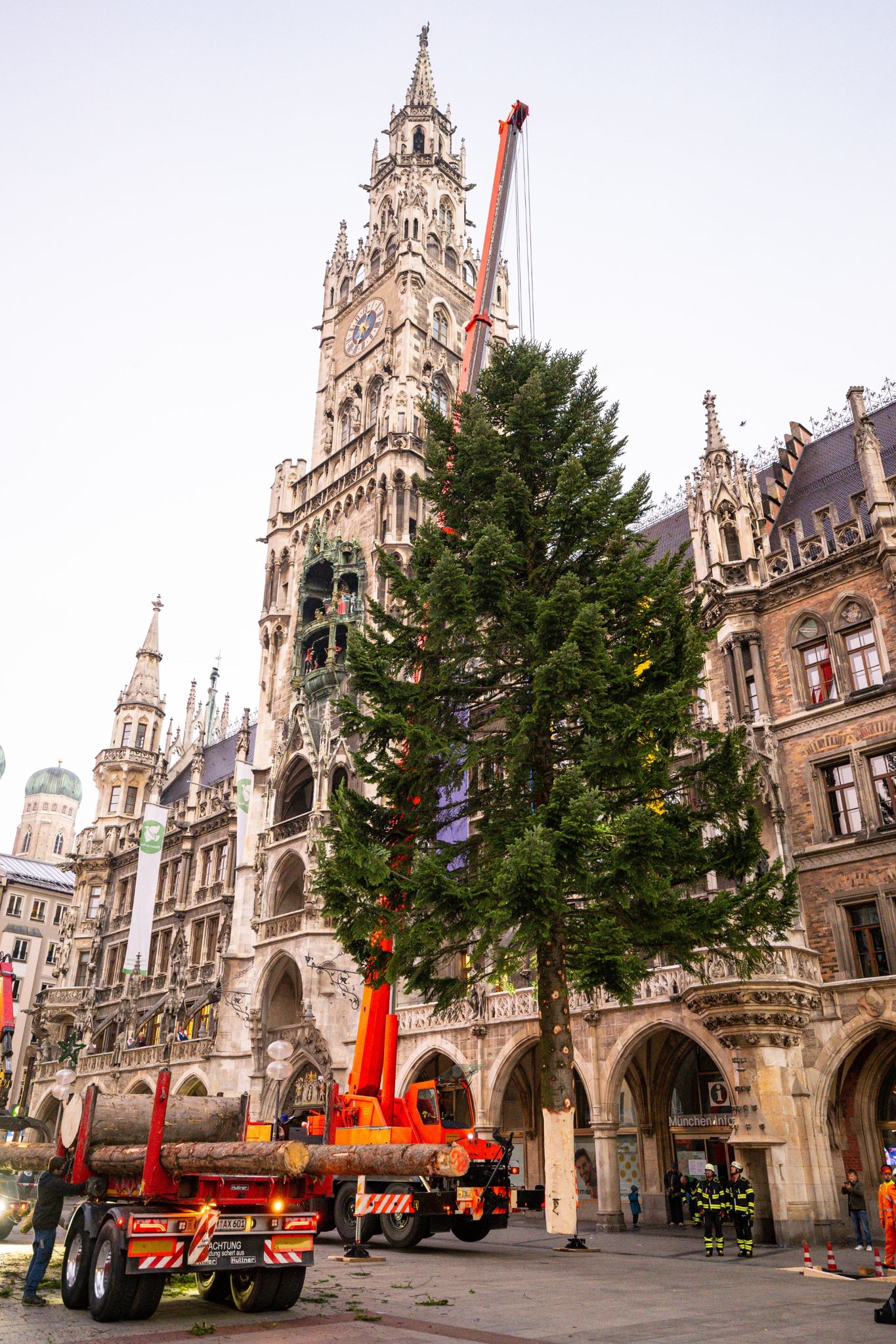 Große Weihnachtsbäume stimmen auf das Fest ein