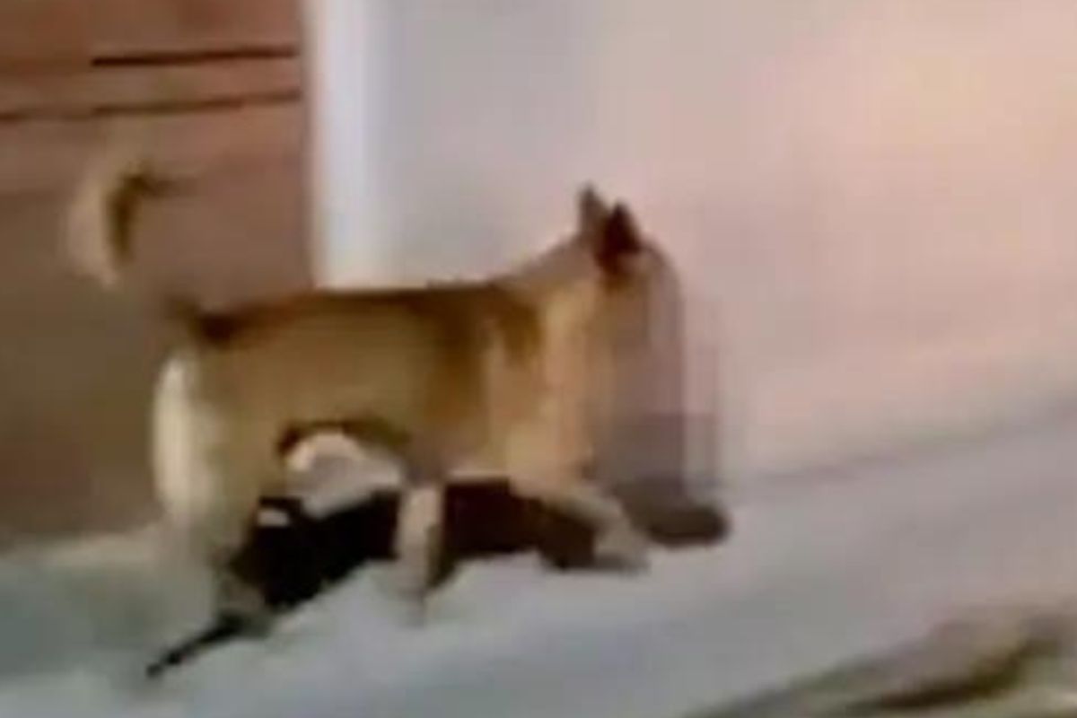 Video: Hund läuft mit enthauptetem Kopf im Maul durch Stadt