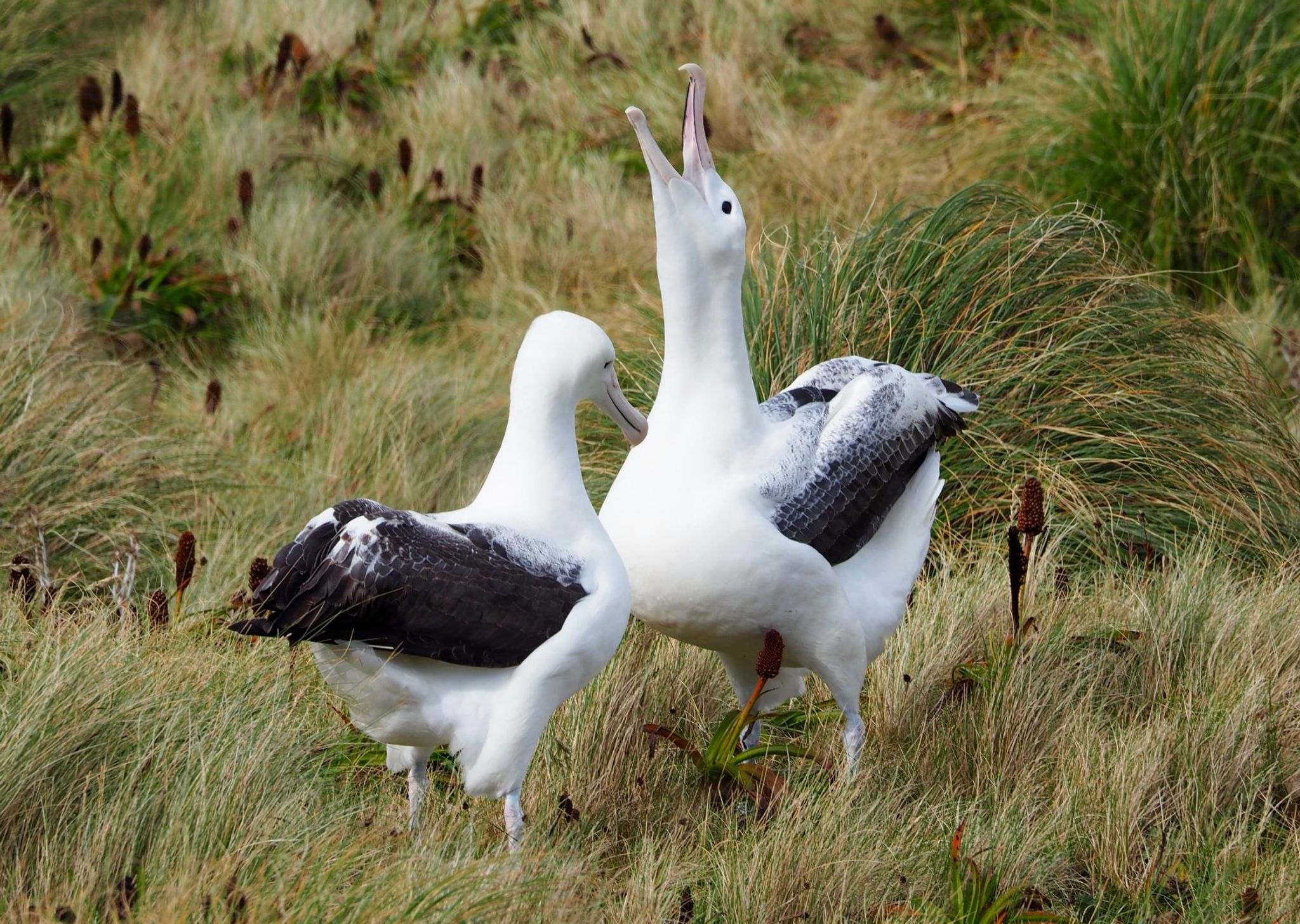 Seltene Albatros-Eier in Neuseeland spurlos verschwunden
